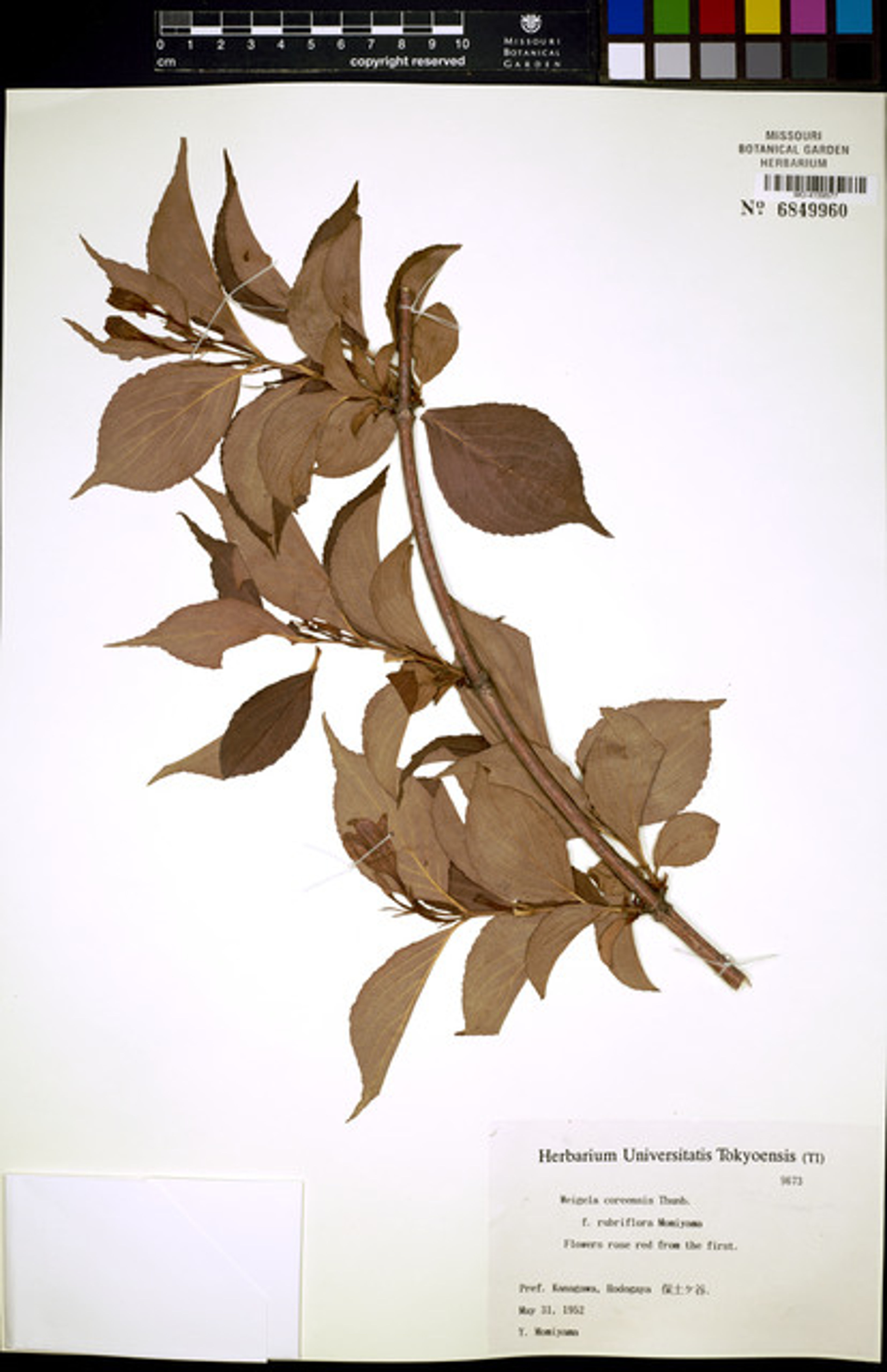 Weigela coraeensis - 62