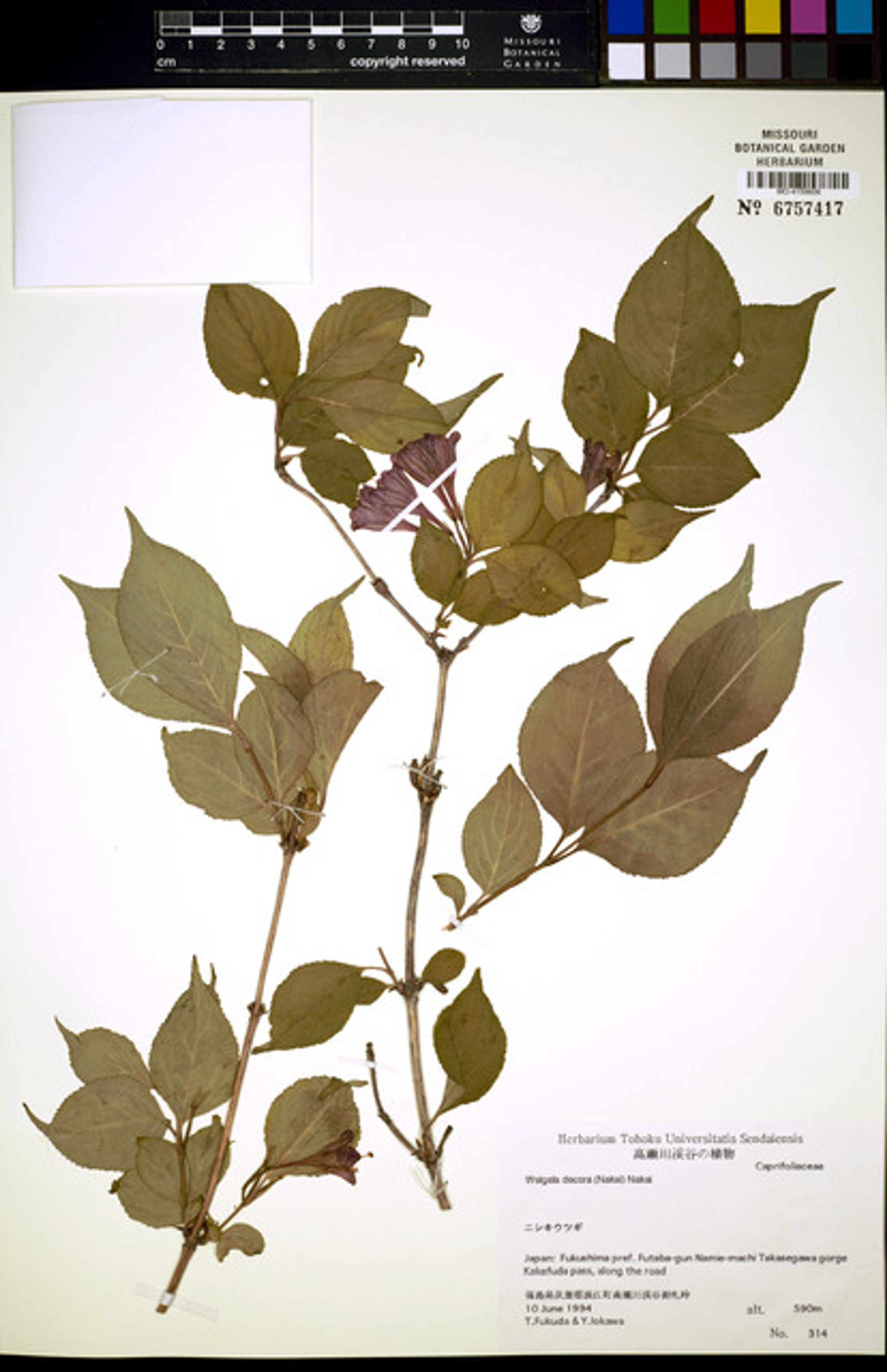 Weigela decora - 3