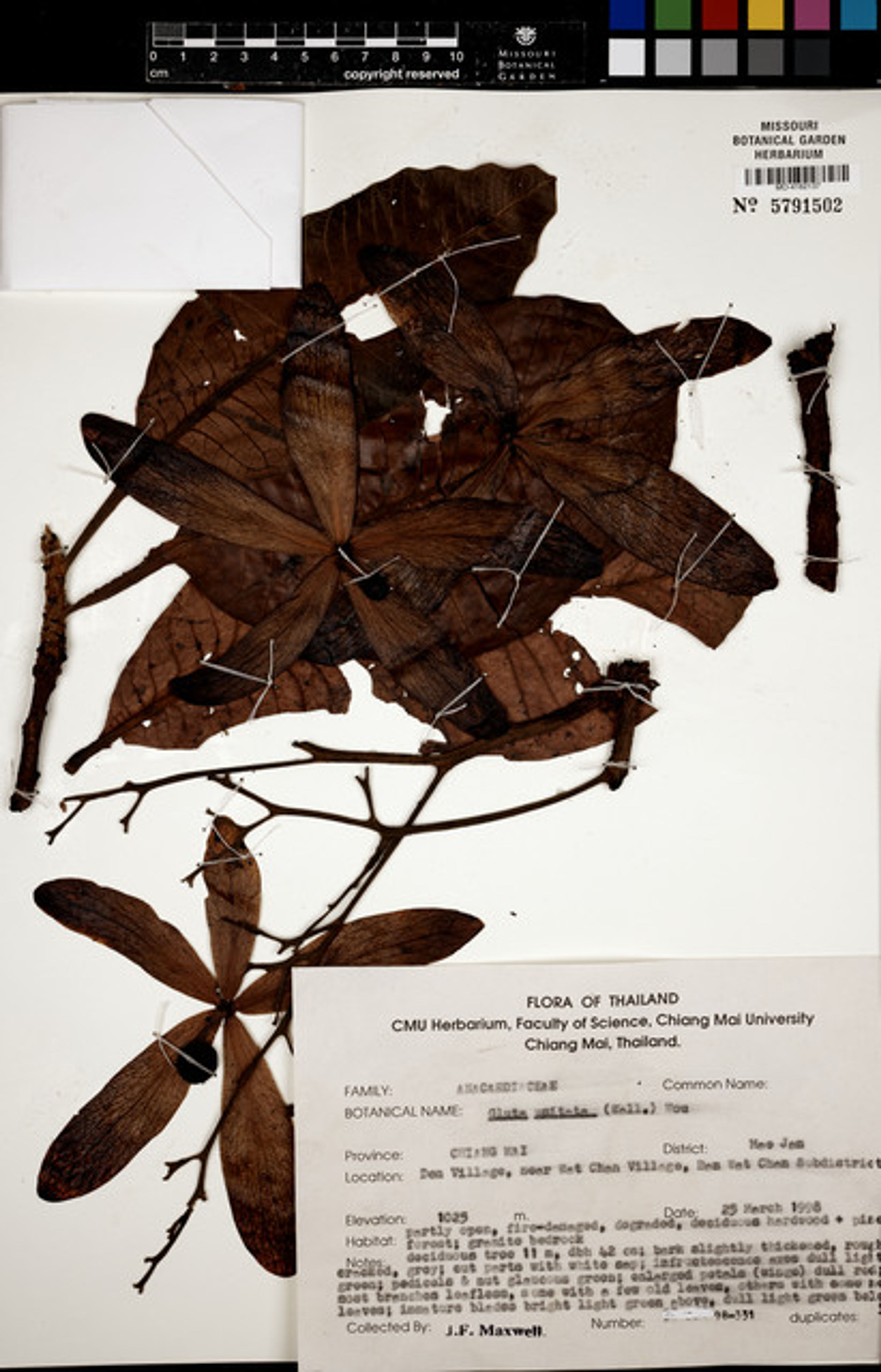 Gluta usitata - 33