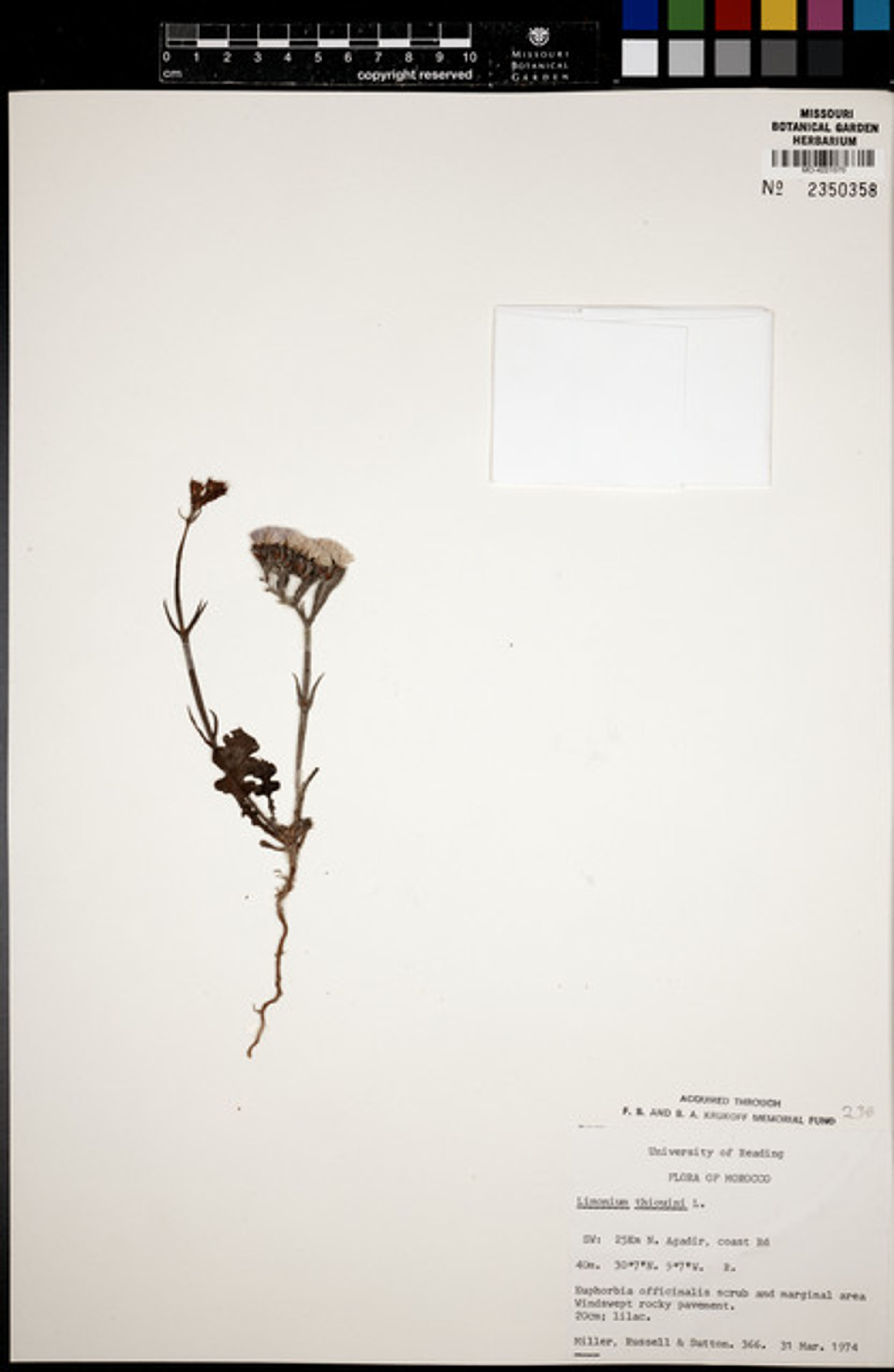 Limonium thouinii - 13