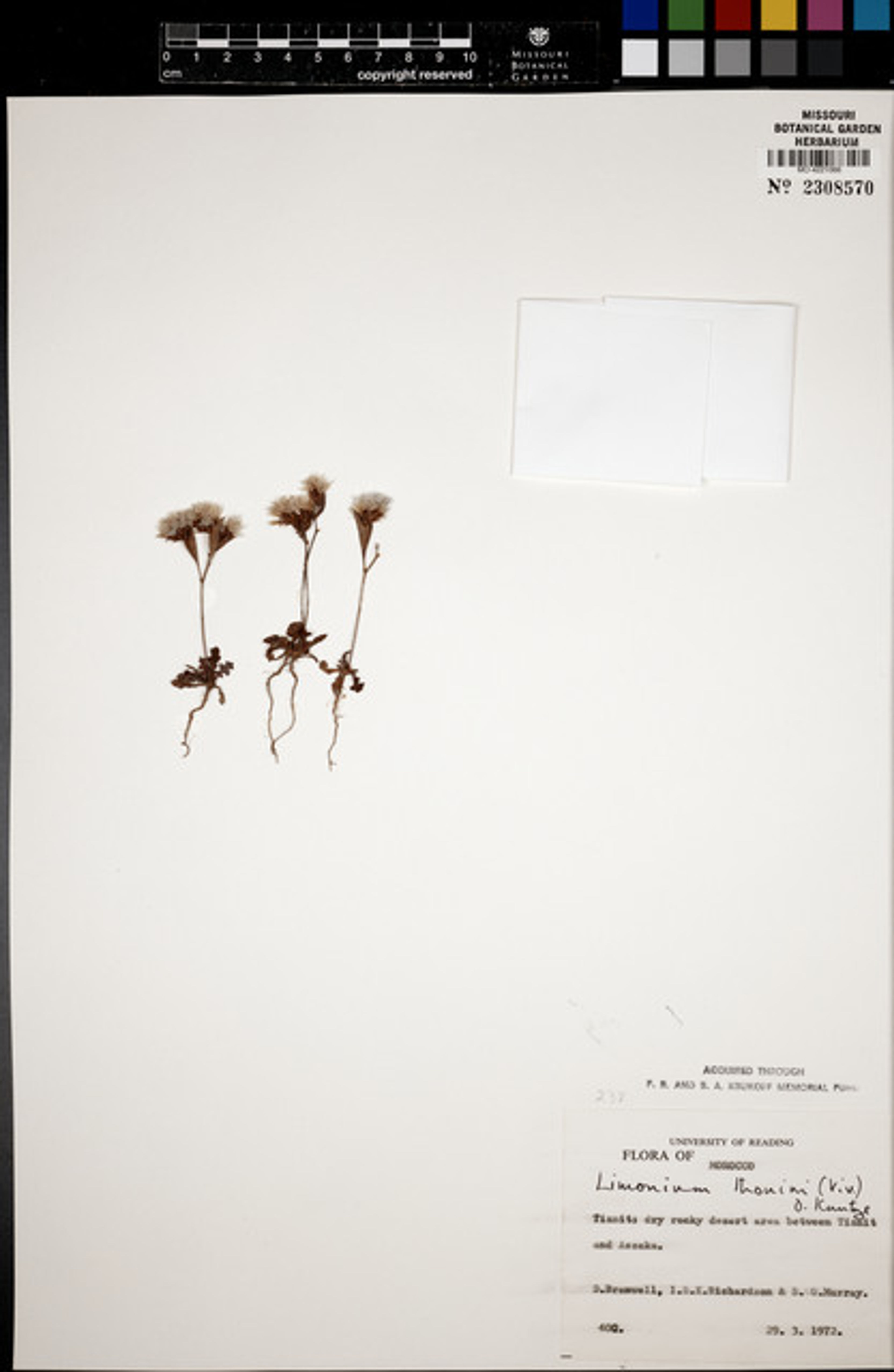 Limonium thouinii - 104