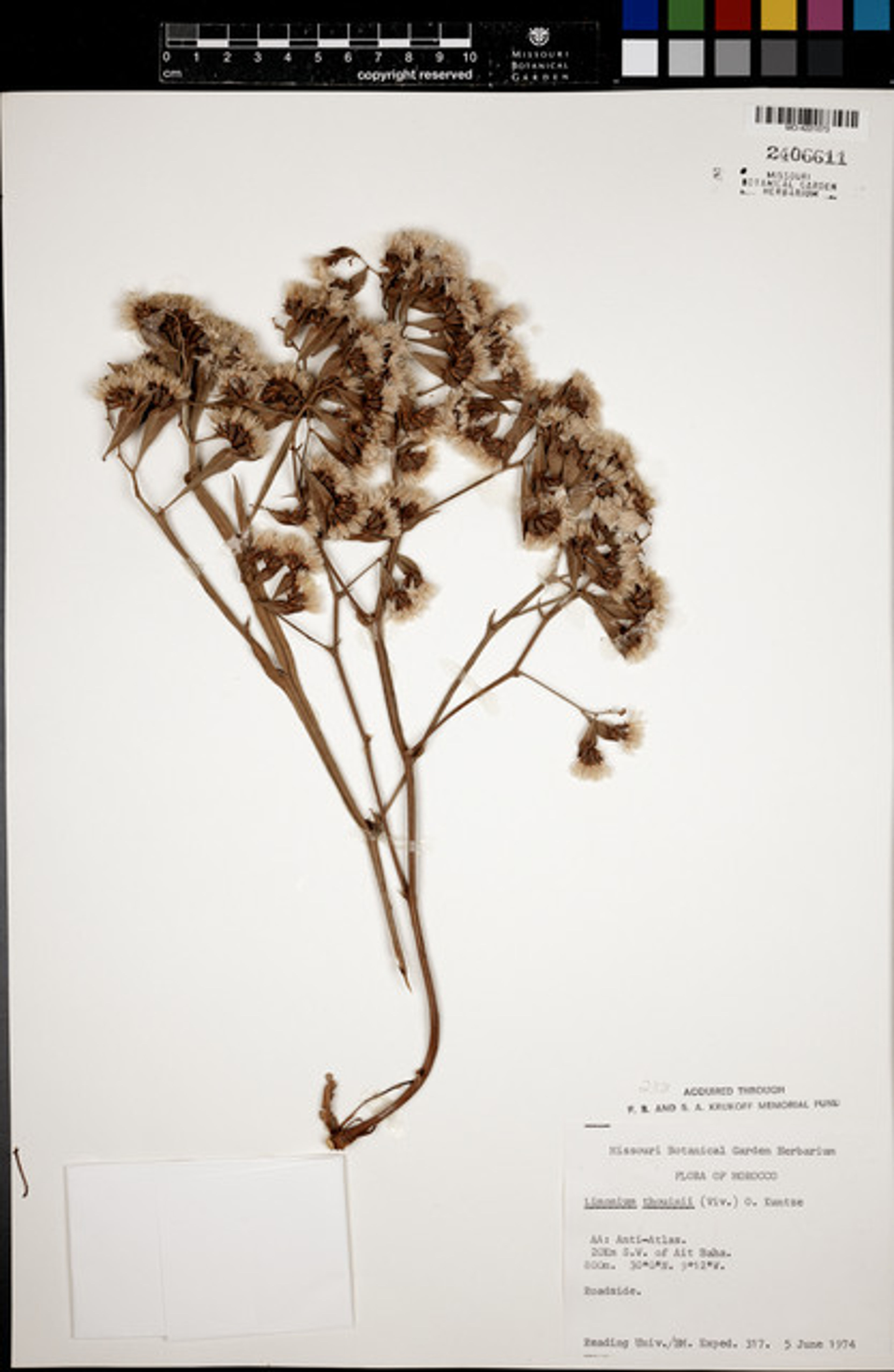 Limonium thouinii - 27