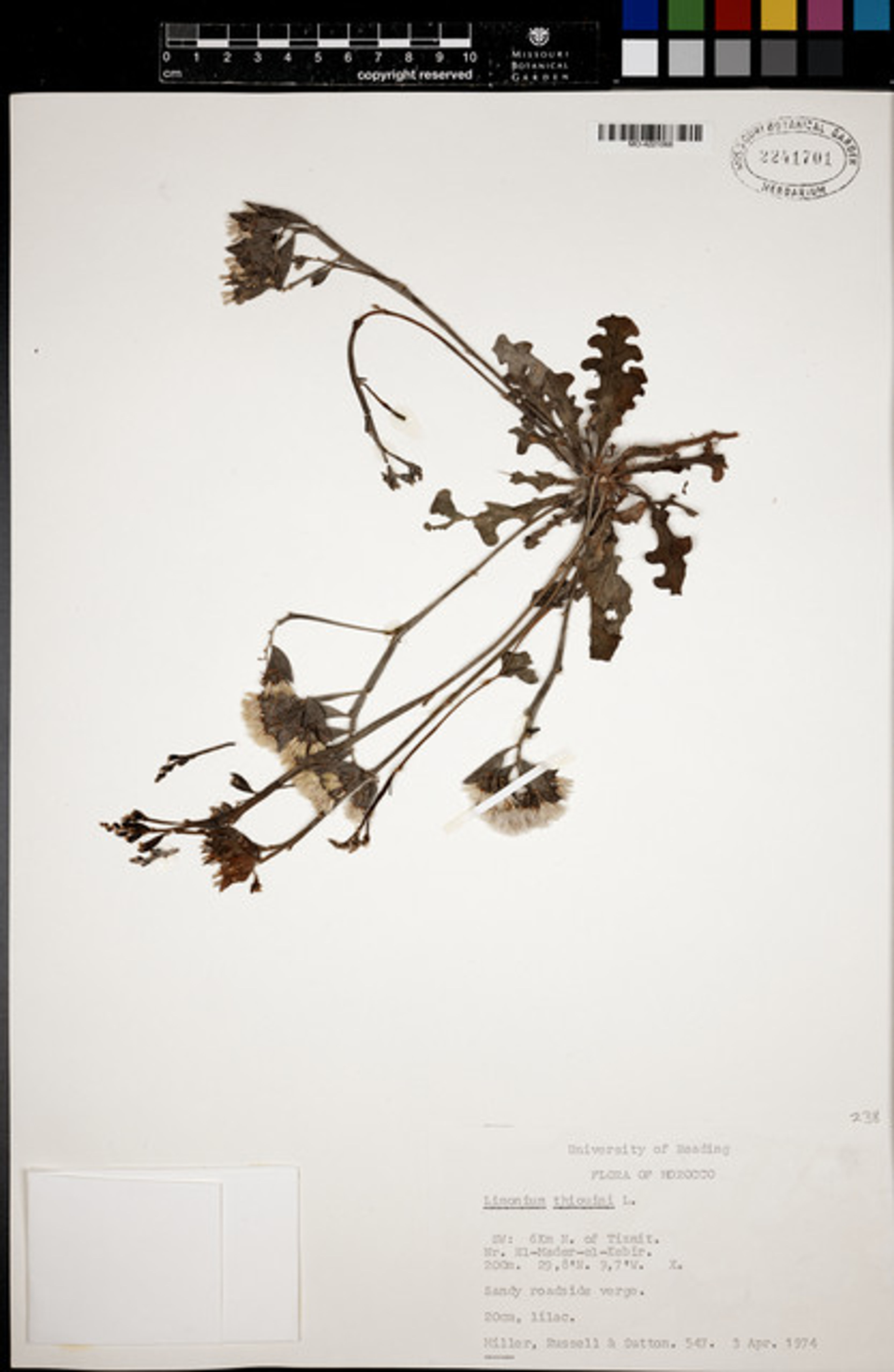 Limonium thouinii - 50