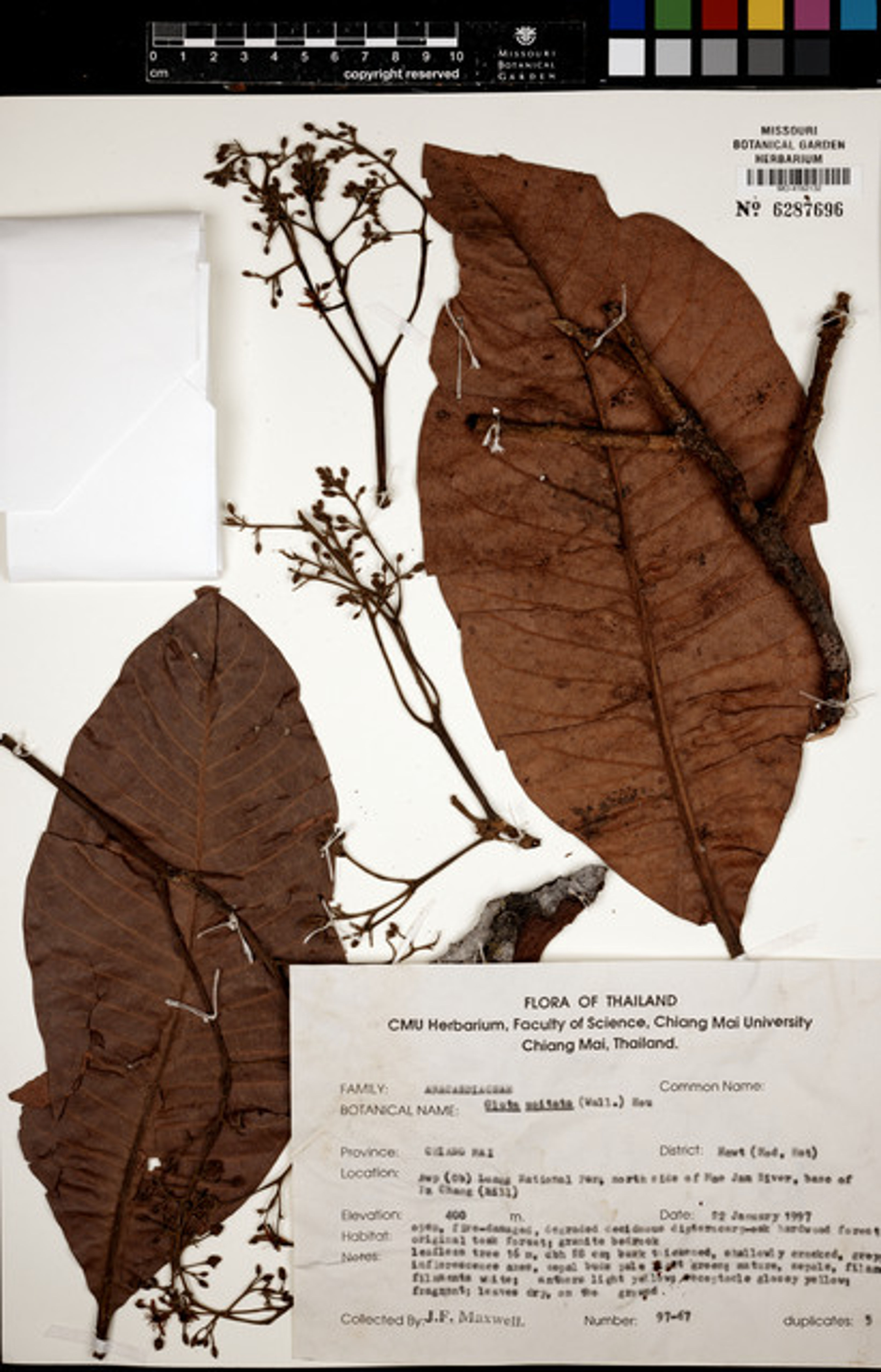 Gluta usitata - 57