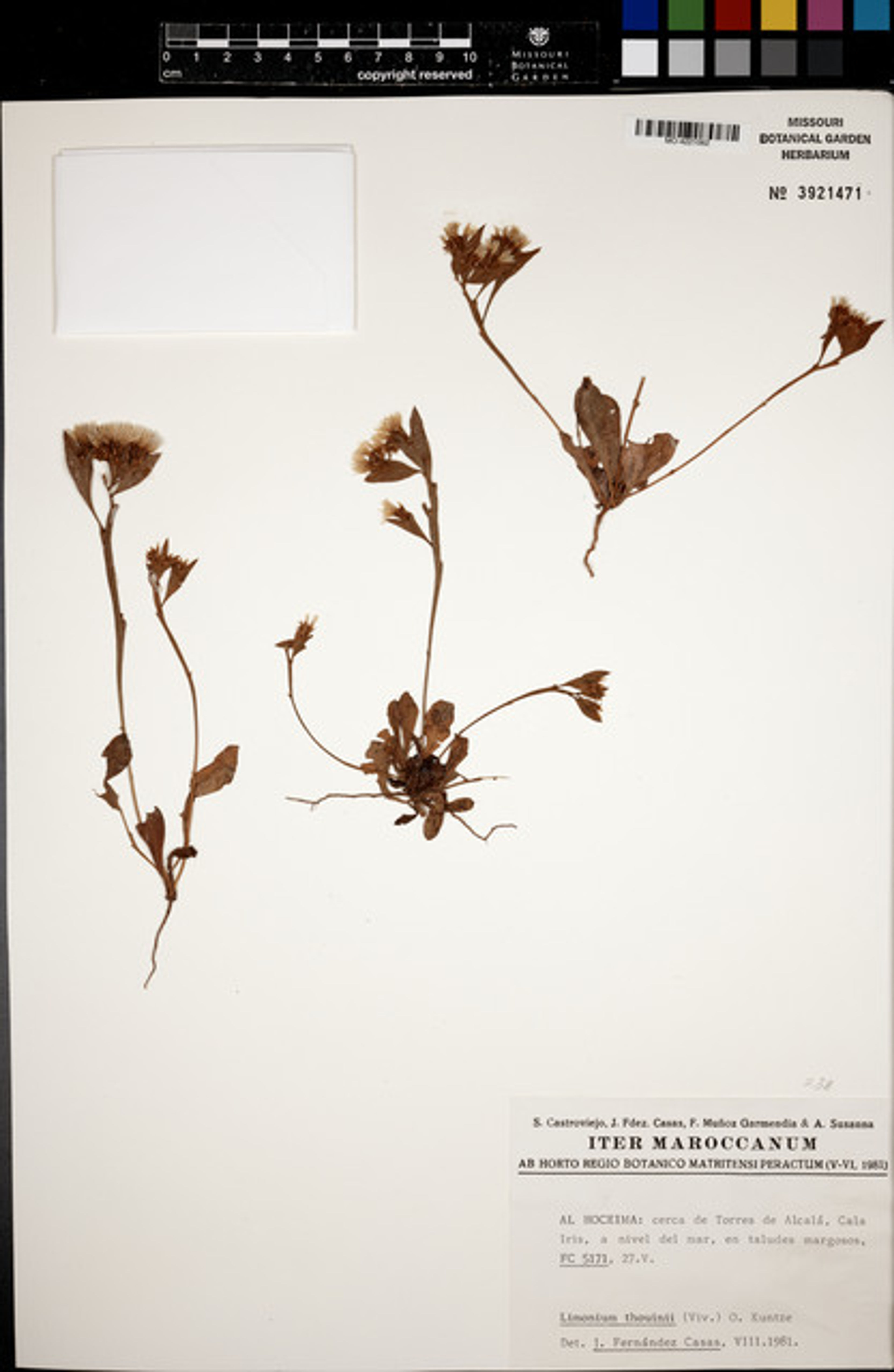 Limonium thouinii - 72