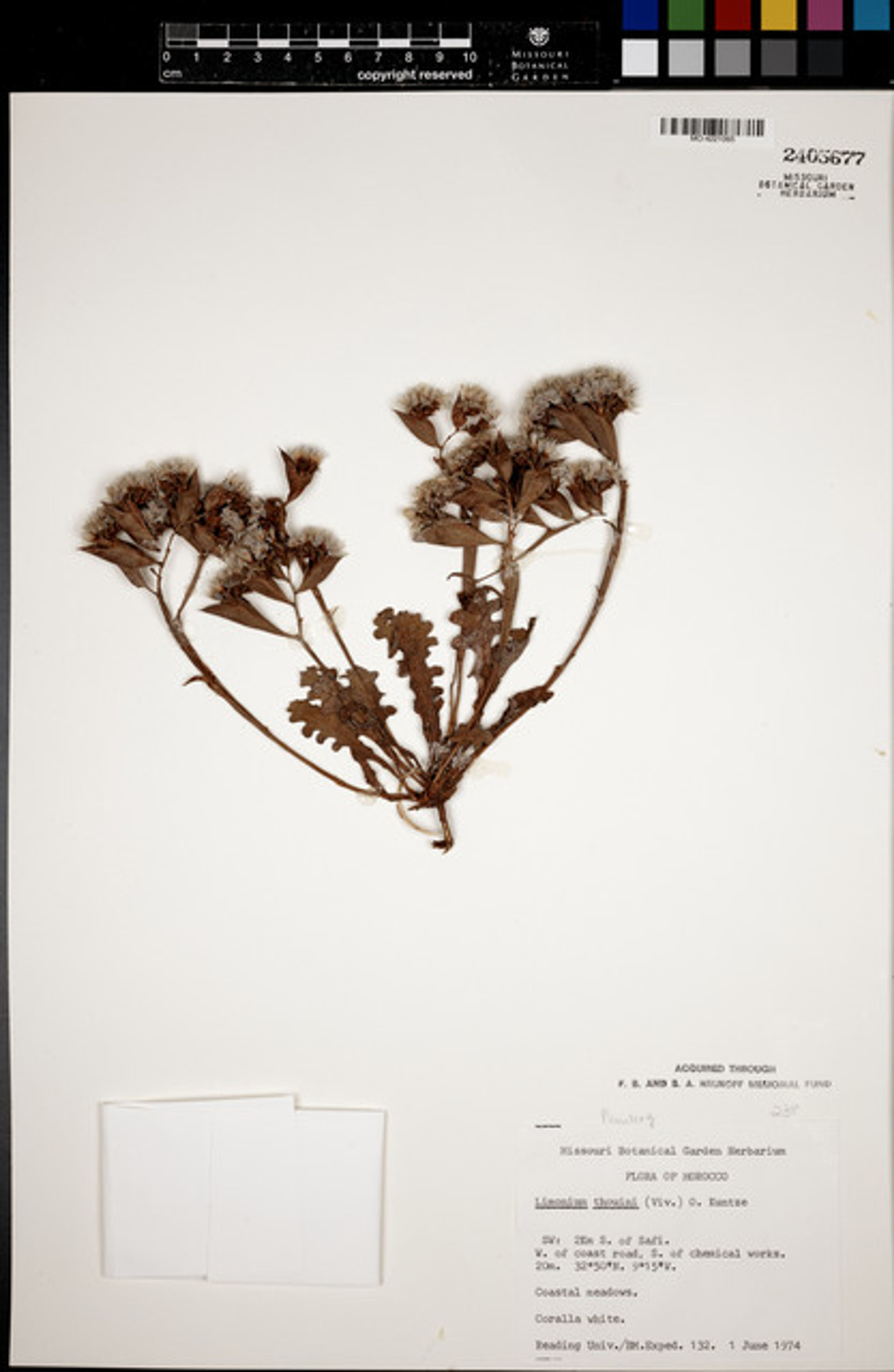 Limonium thouinii - 101