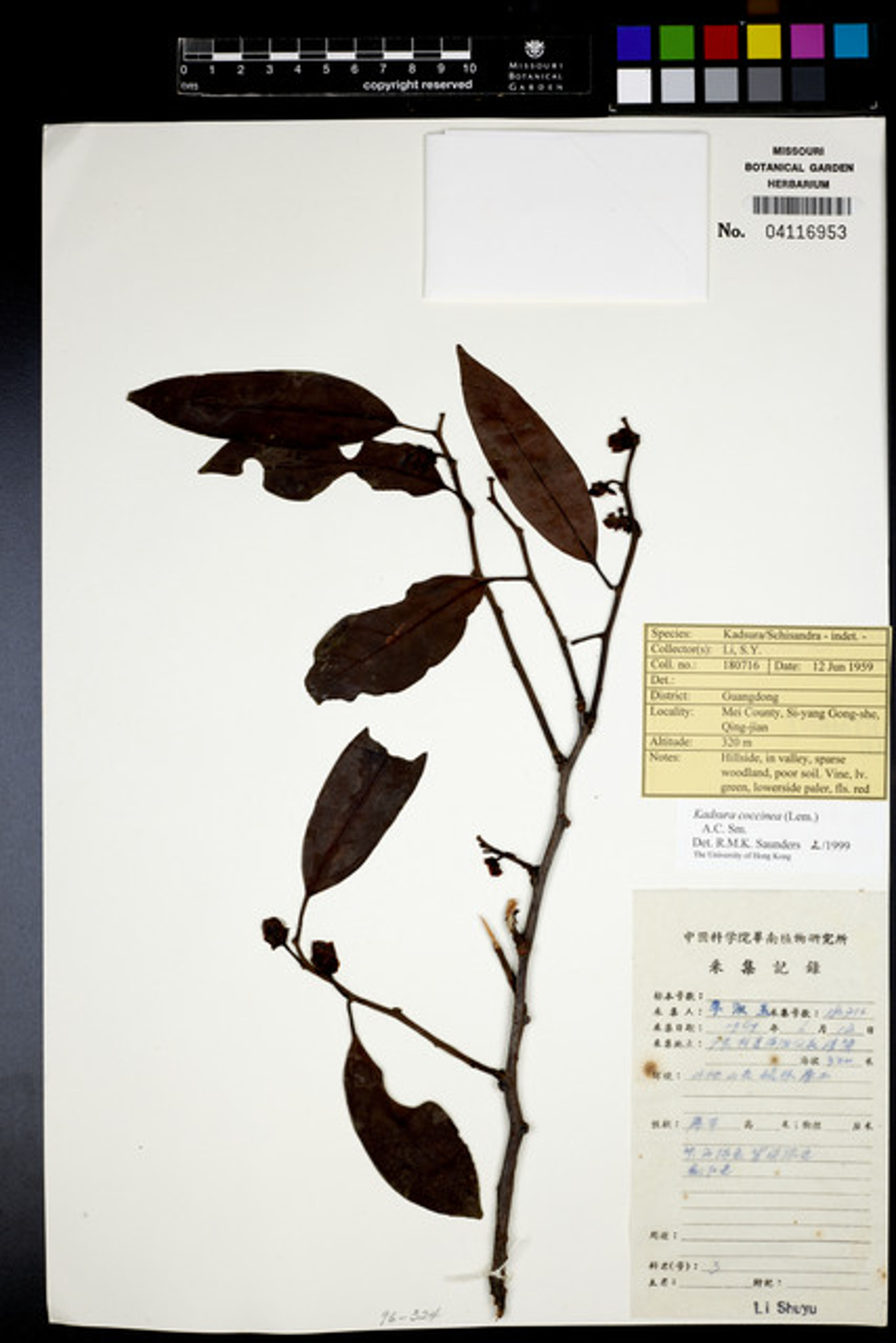 Kadsura coccinea - 68