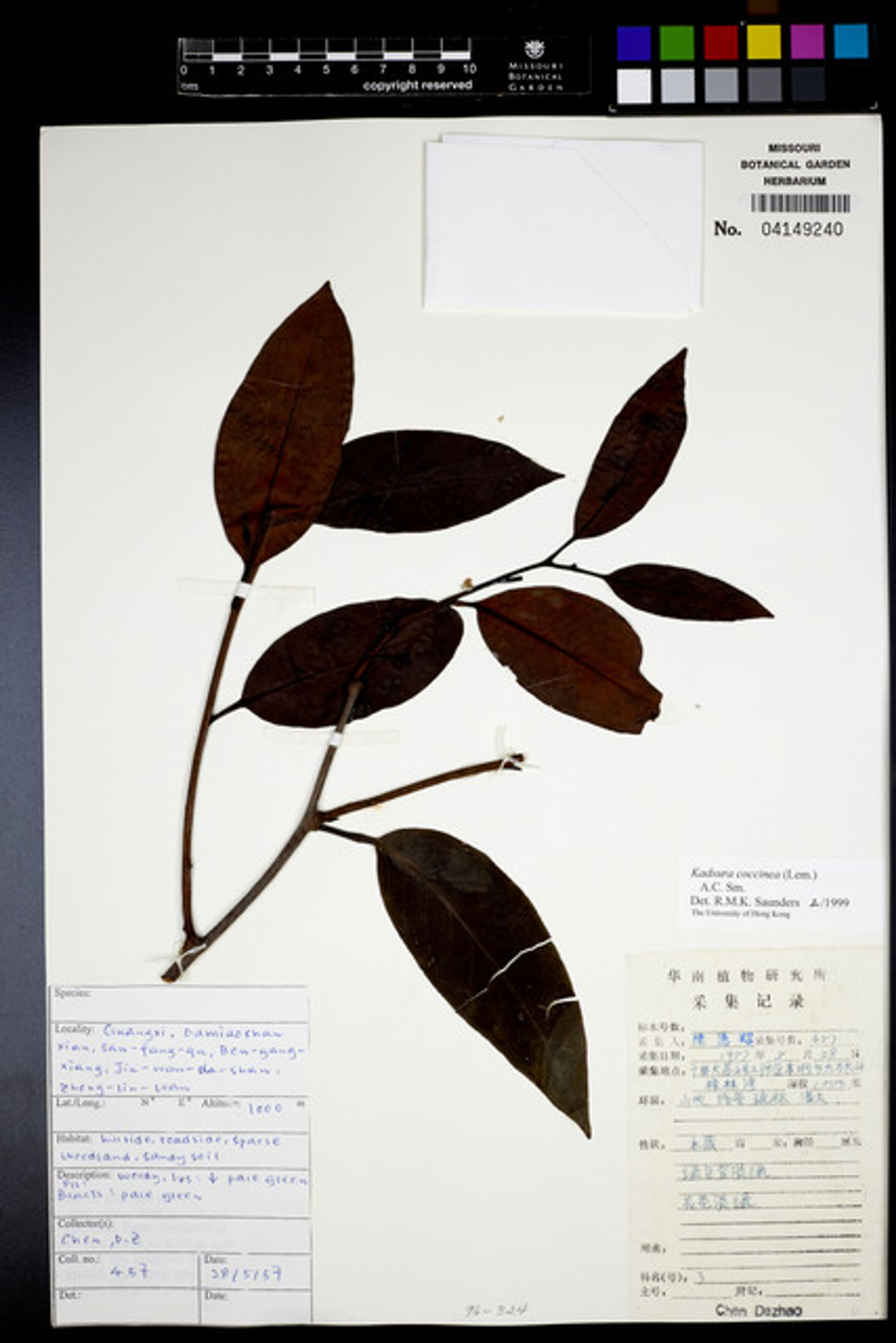 Kadsura coccinea - 21