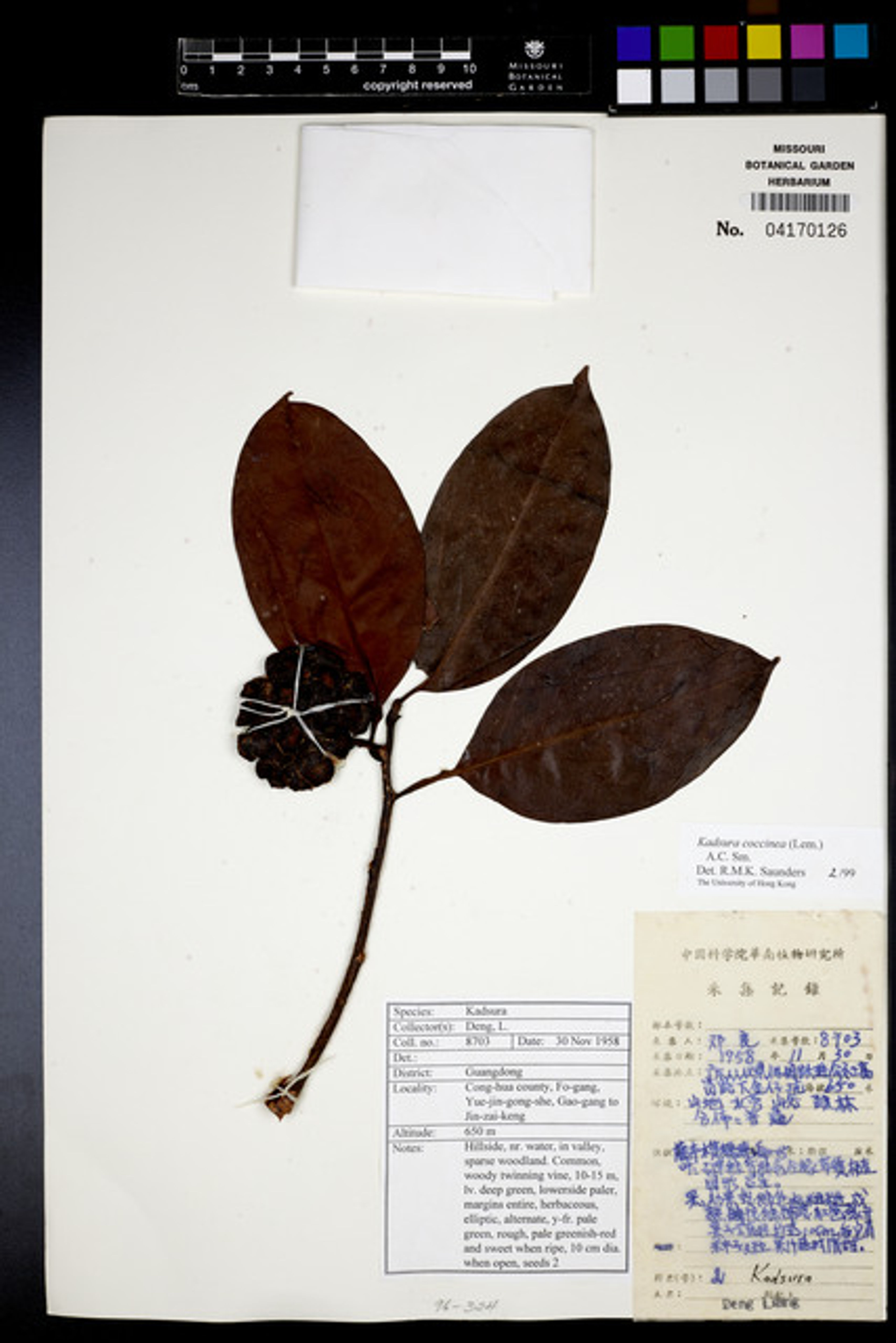 Kadsura coccinea - 46
