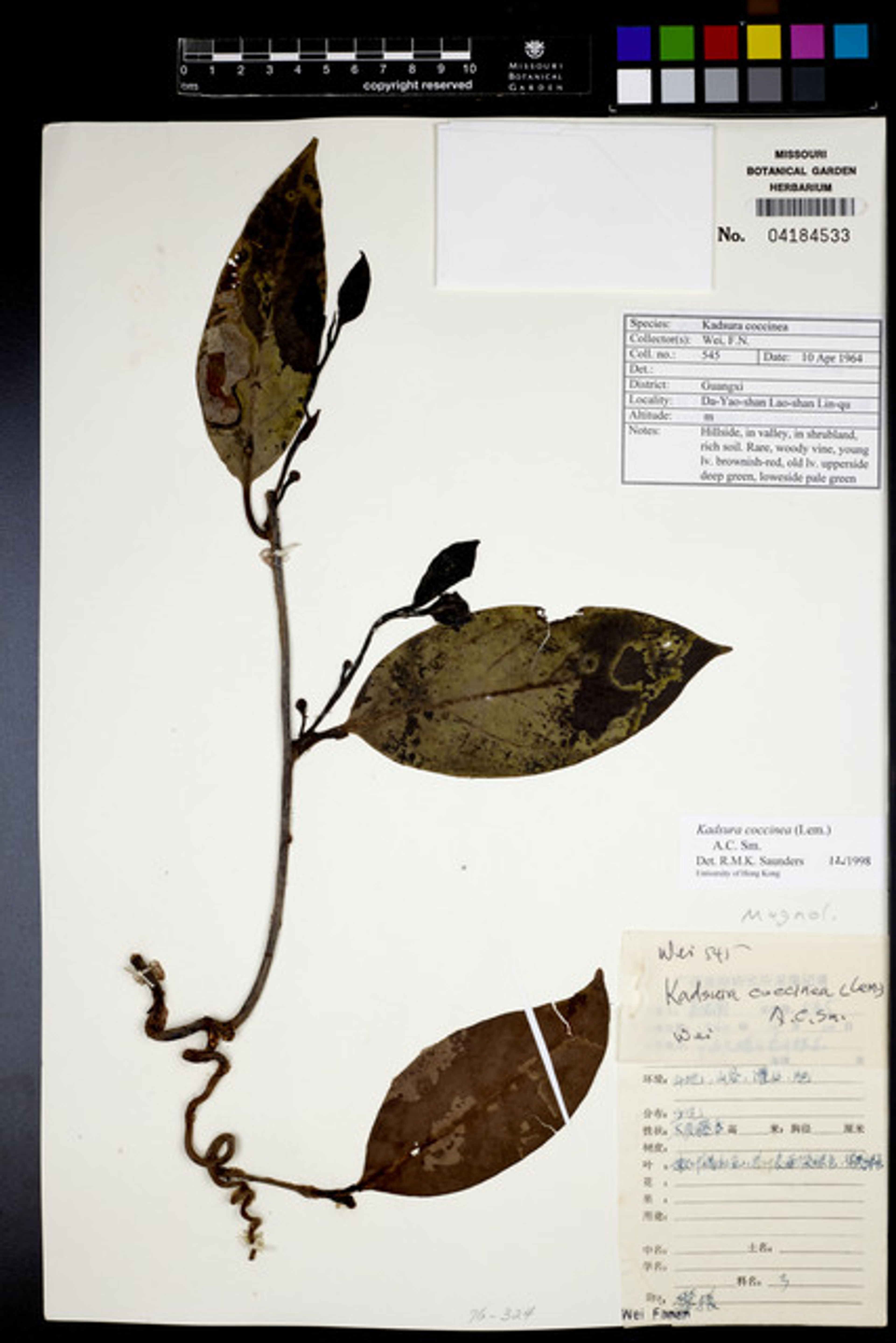 Kadsura coccinea - 69