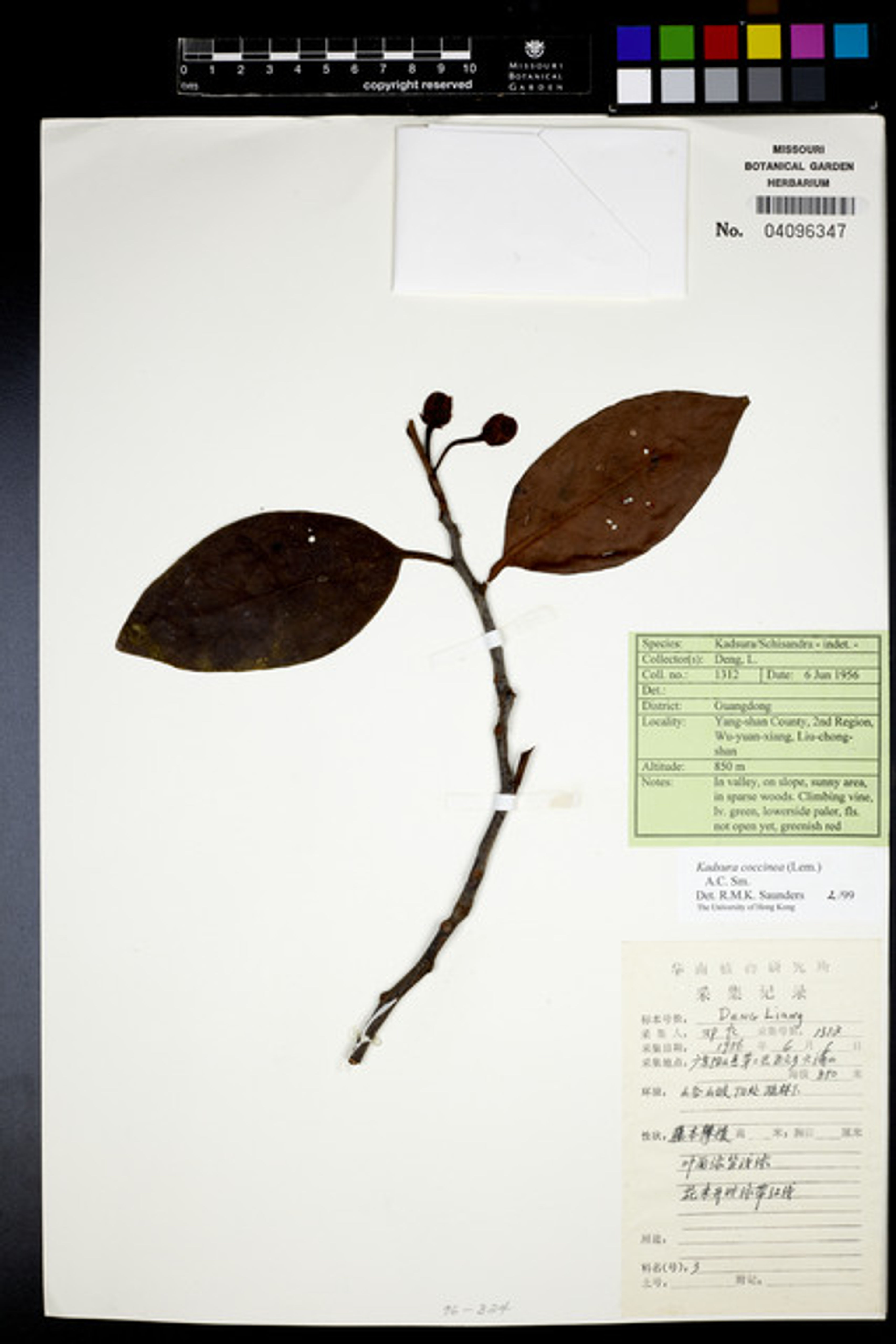 Kadsura coccinea - 18