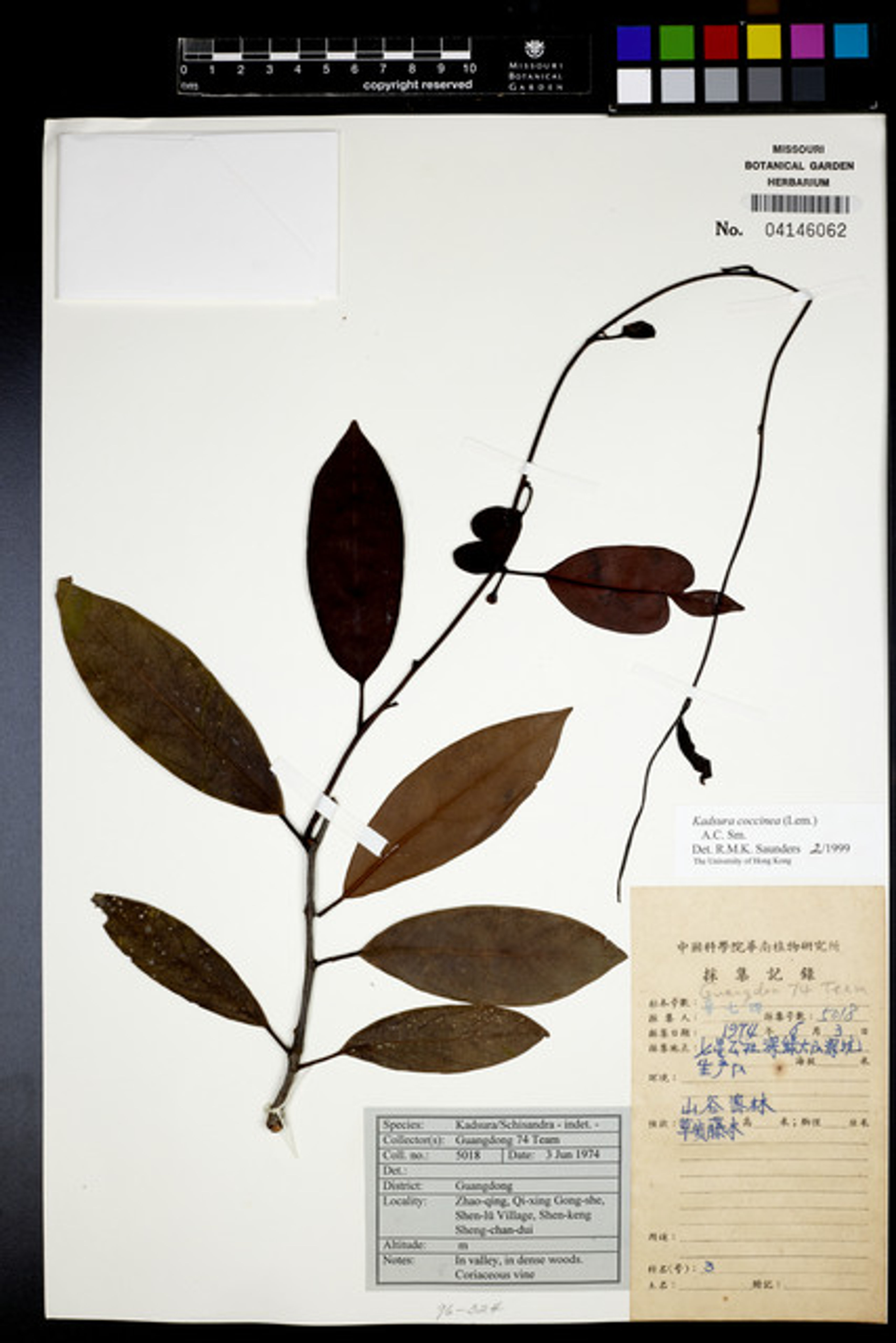 Kadsura coccinea - 3