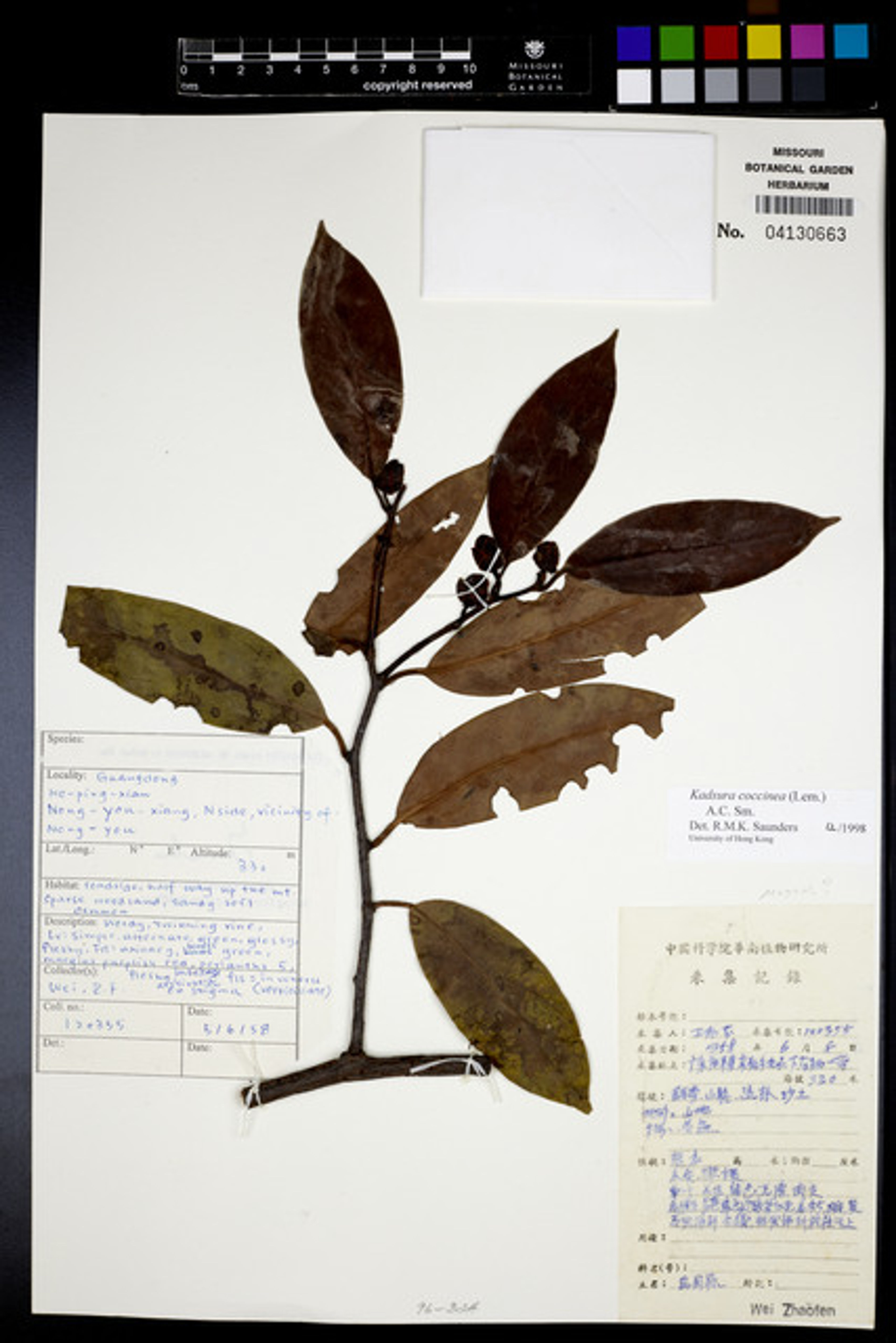 Kadsura coccinea - 23