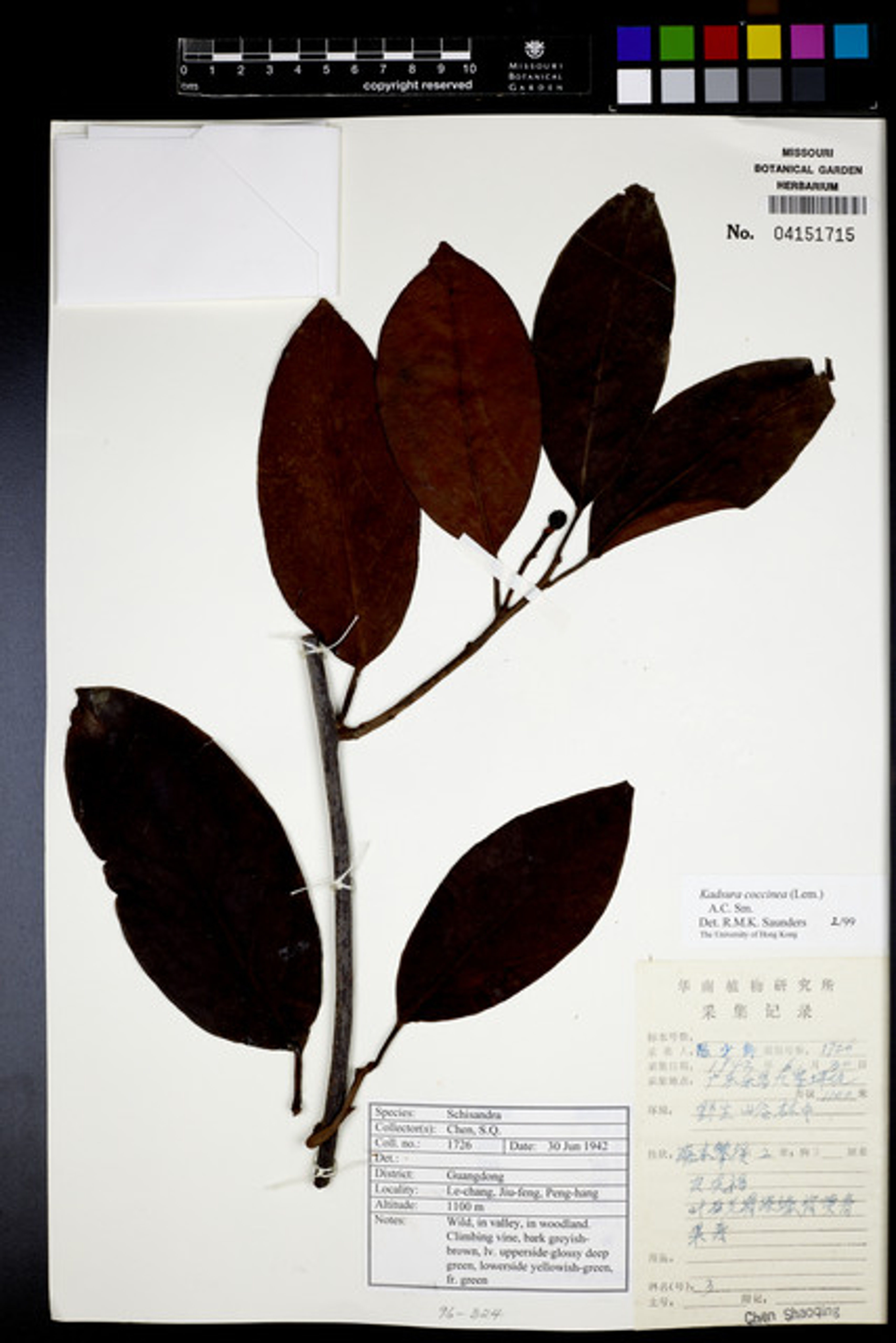 Kadsura coccinea - 35