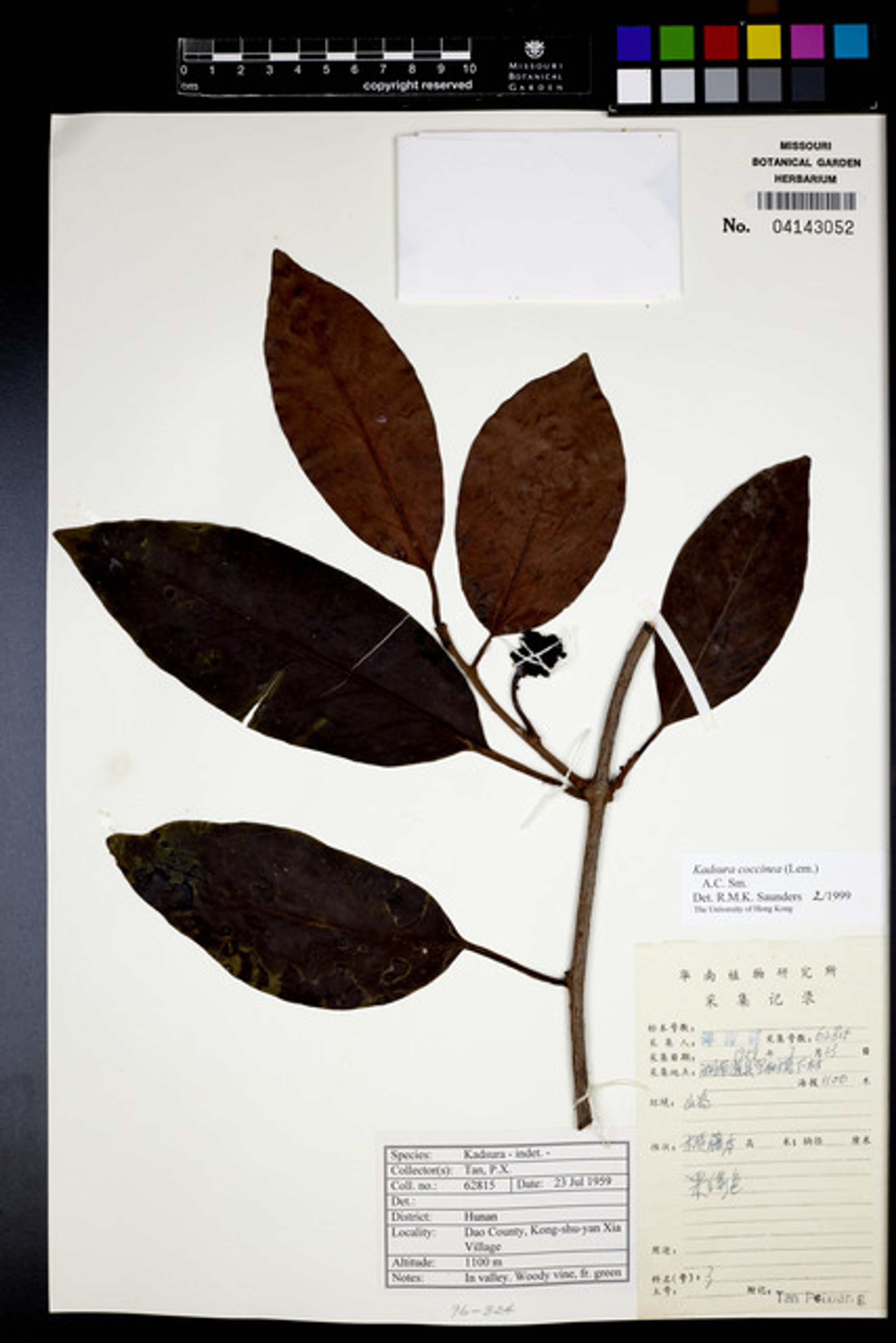 Kadsura coccinea - 9
