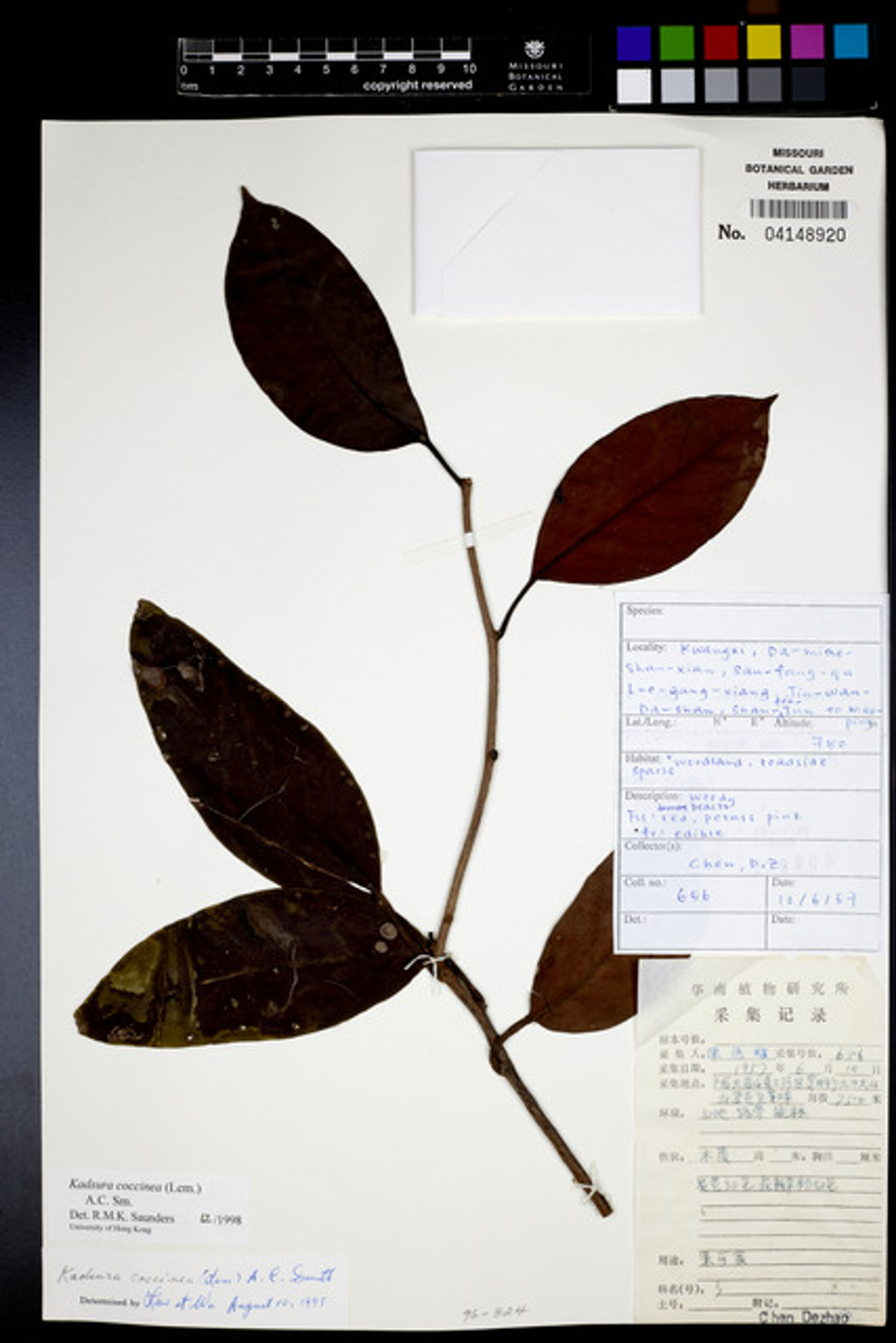 Kadsura coccinea - 15