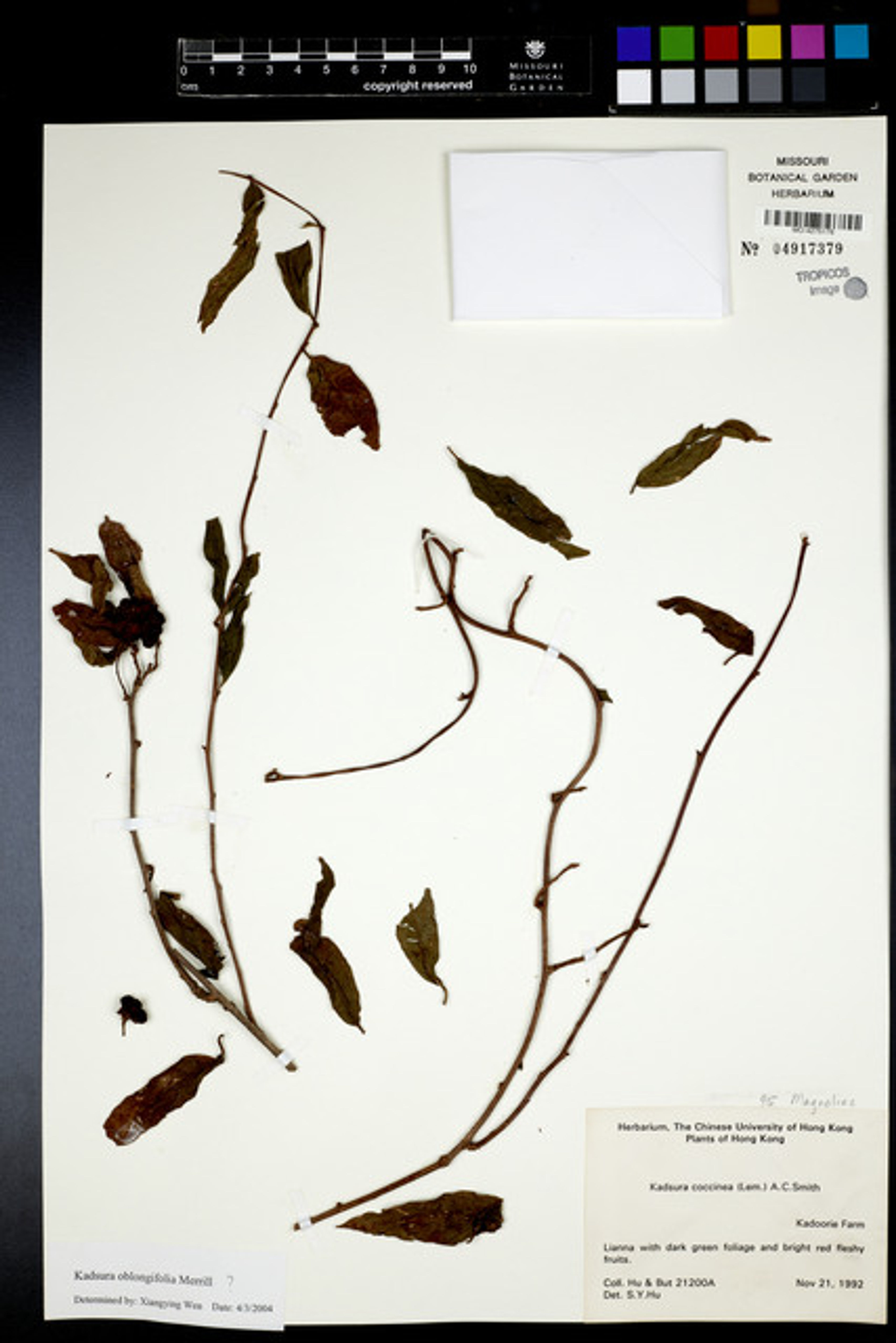Kadsura oblongifolia - 21