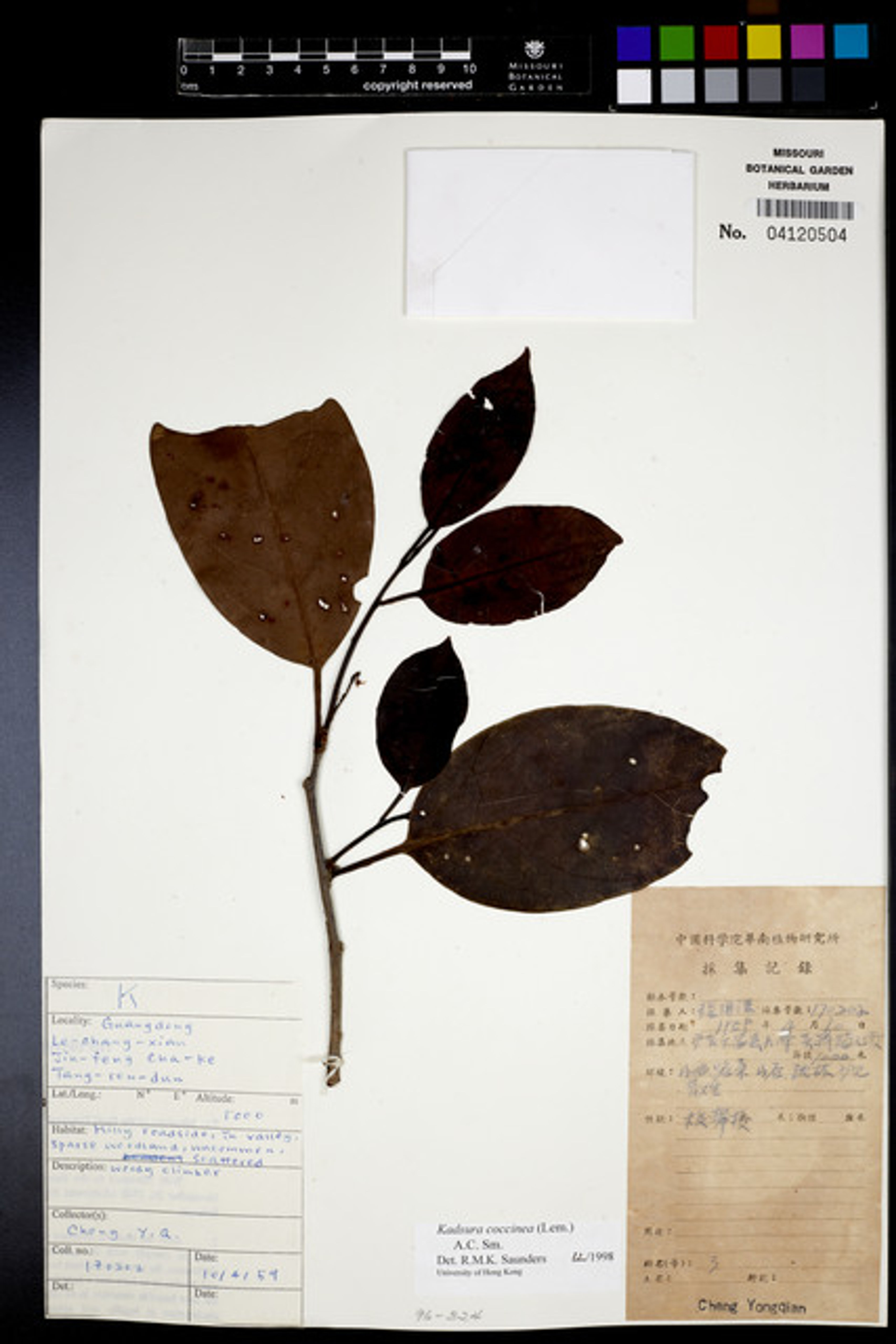 Kadsura coccinea - 27