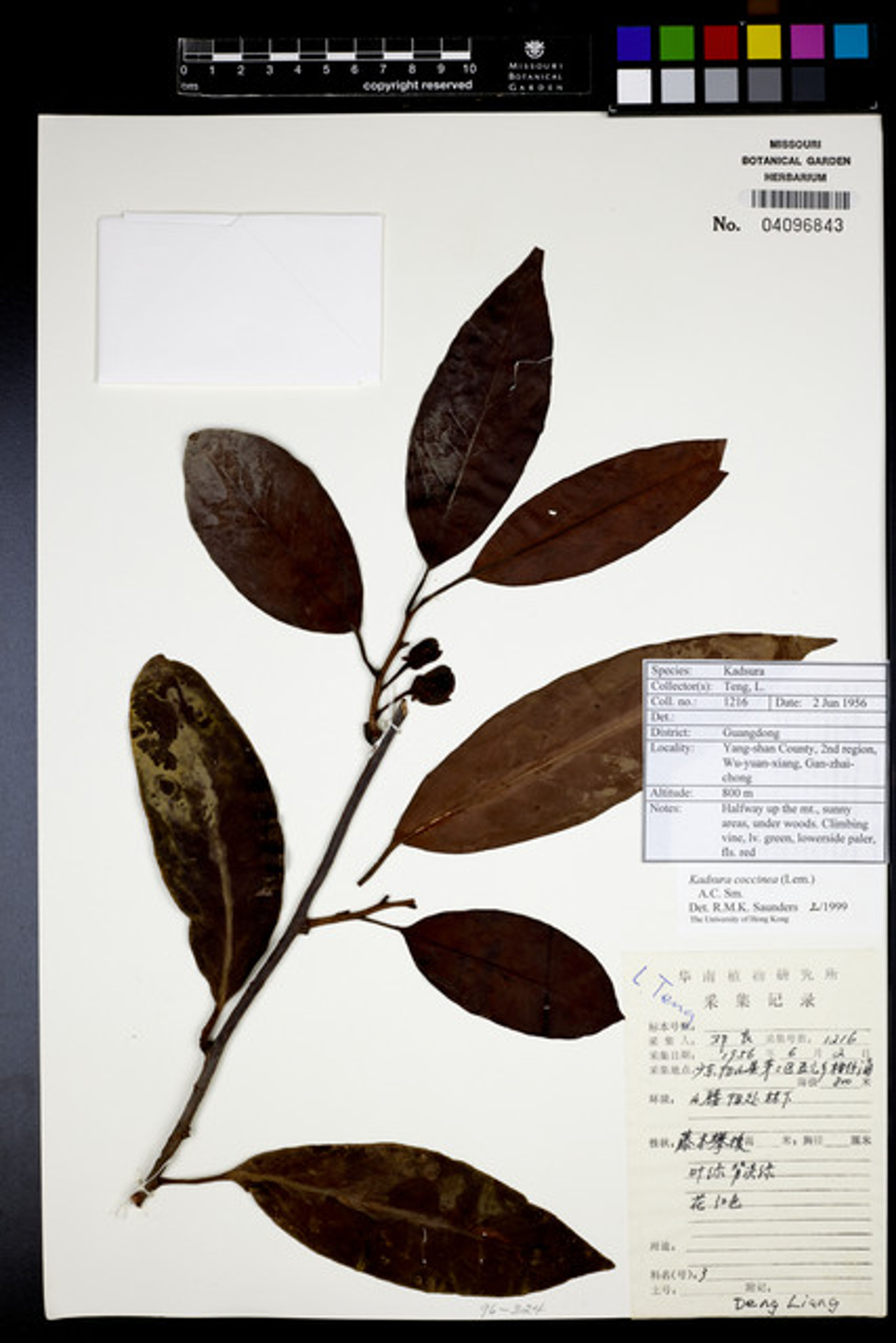 Kadsura coccinea - 37
