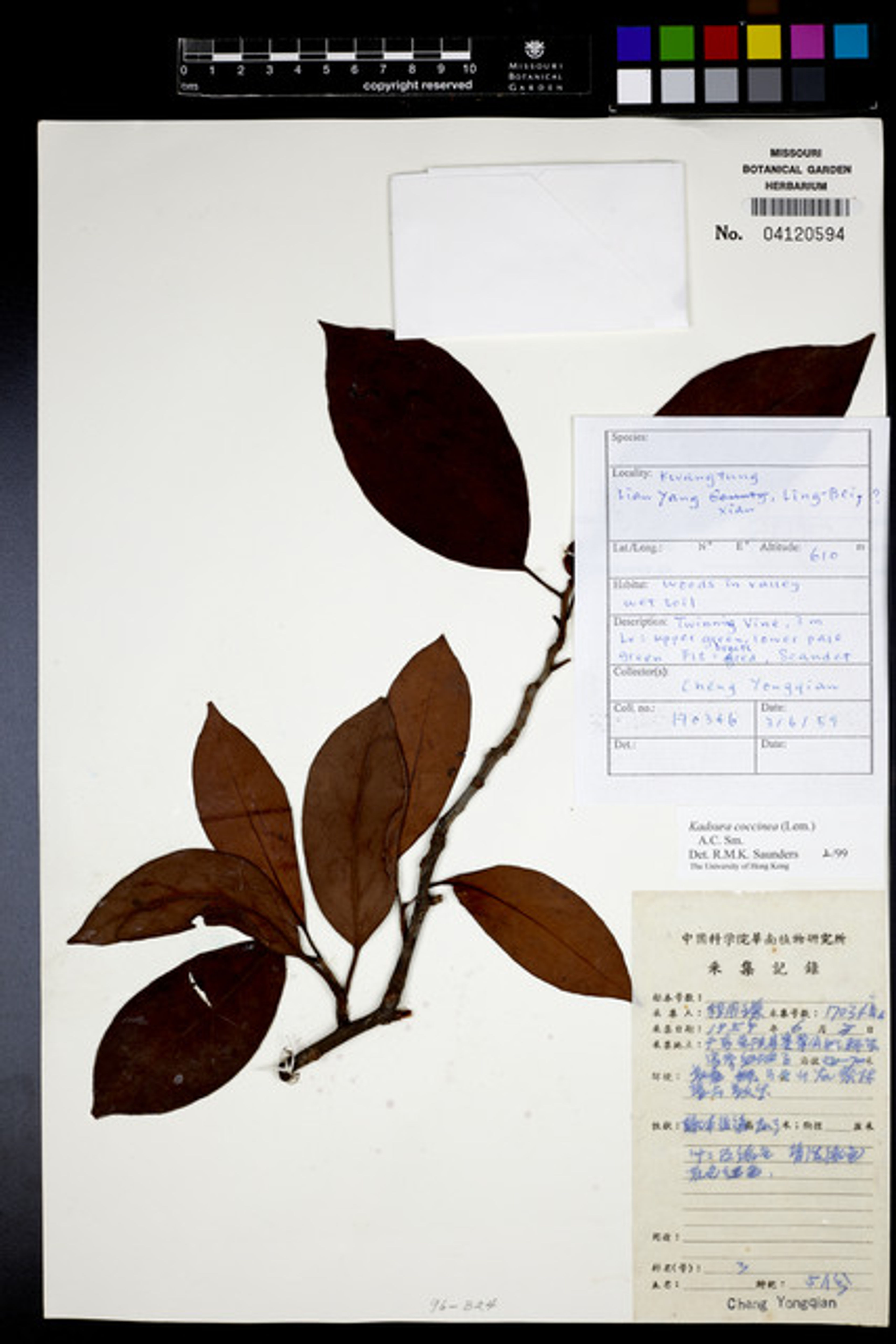 Kadsura coccinea - 10