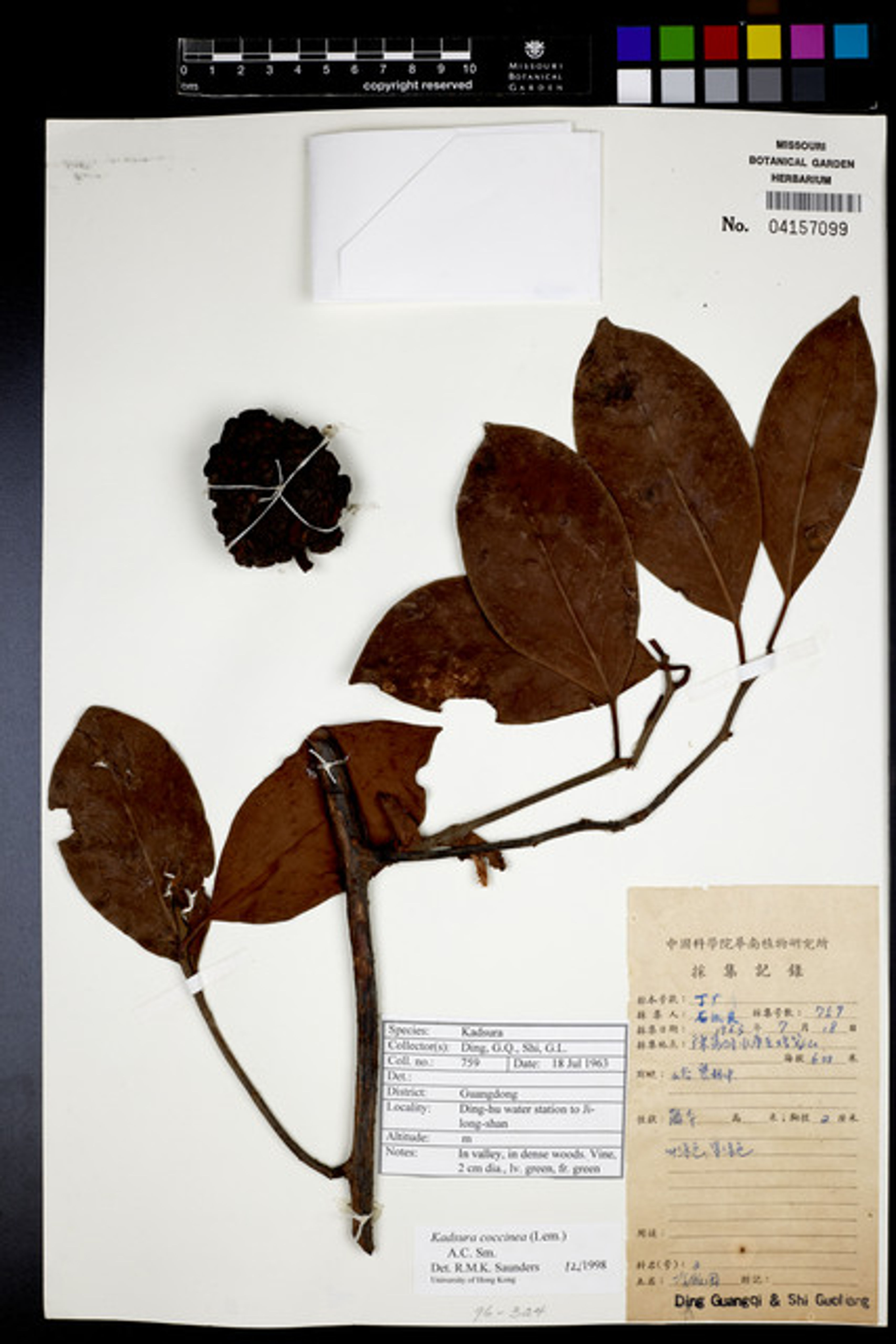 Kadsura coccinea - 54