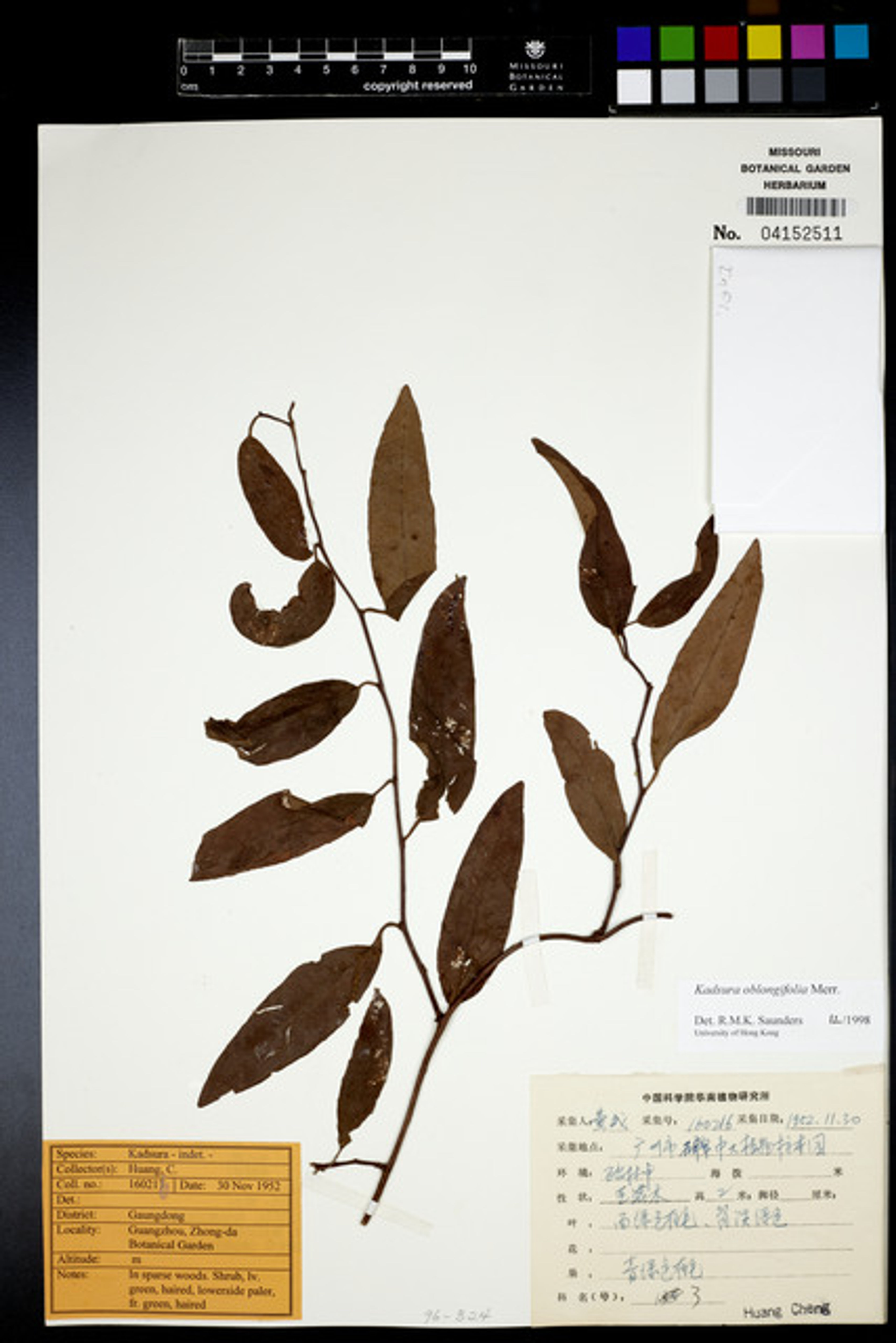 Kadsura oblongifolia - 5