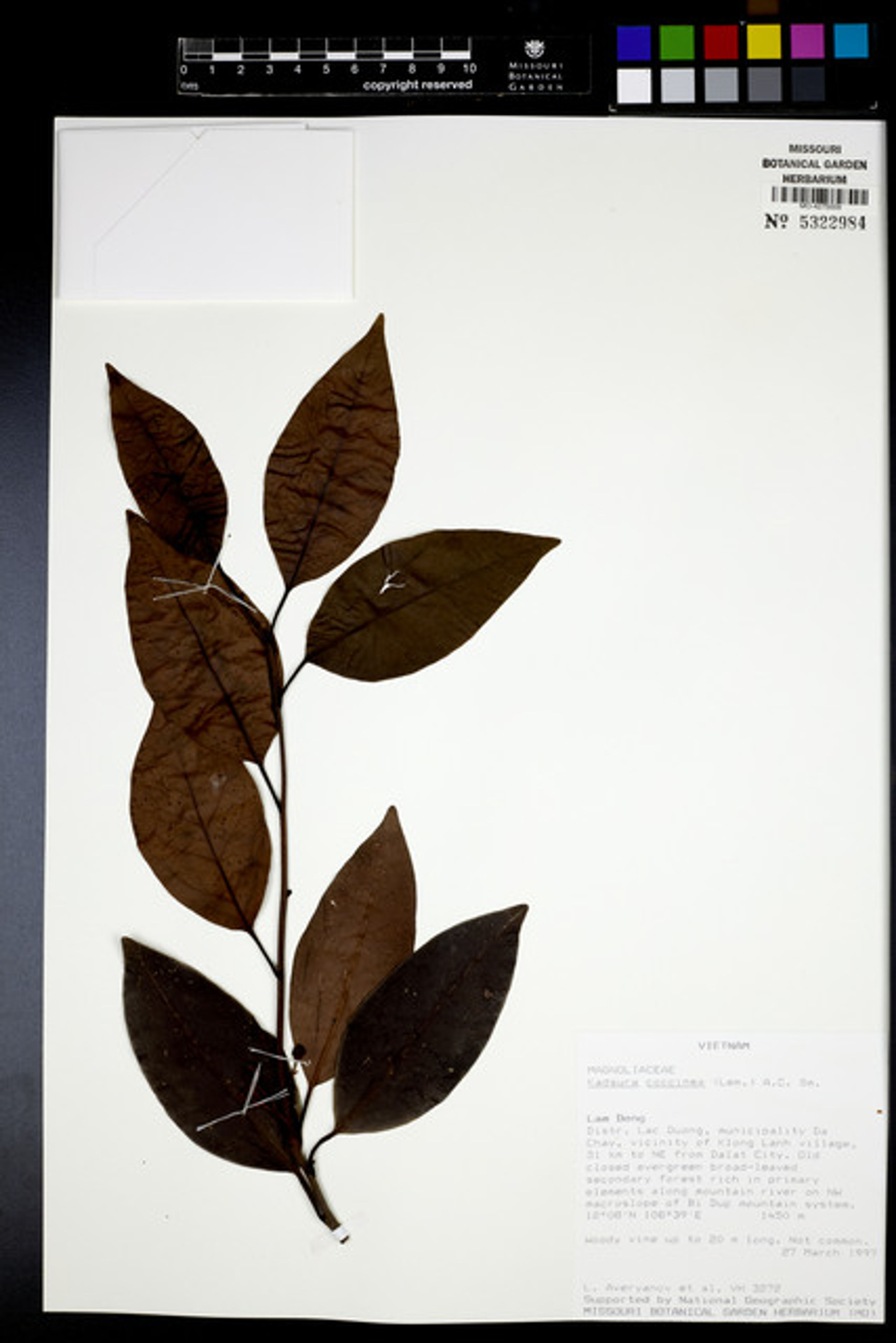 Kadsura coccinea - 26