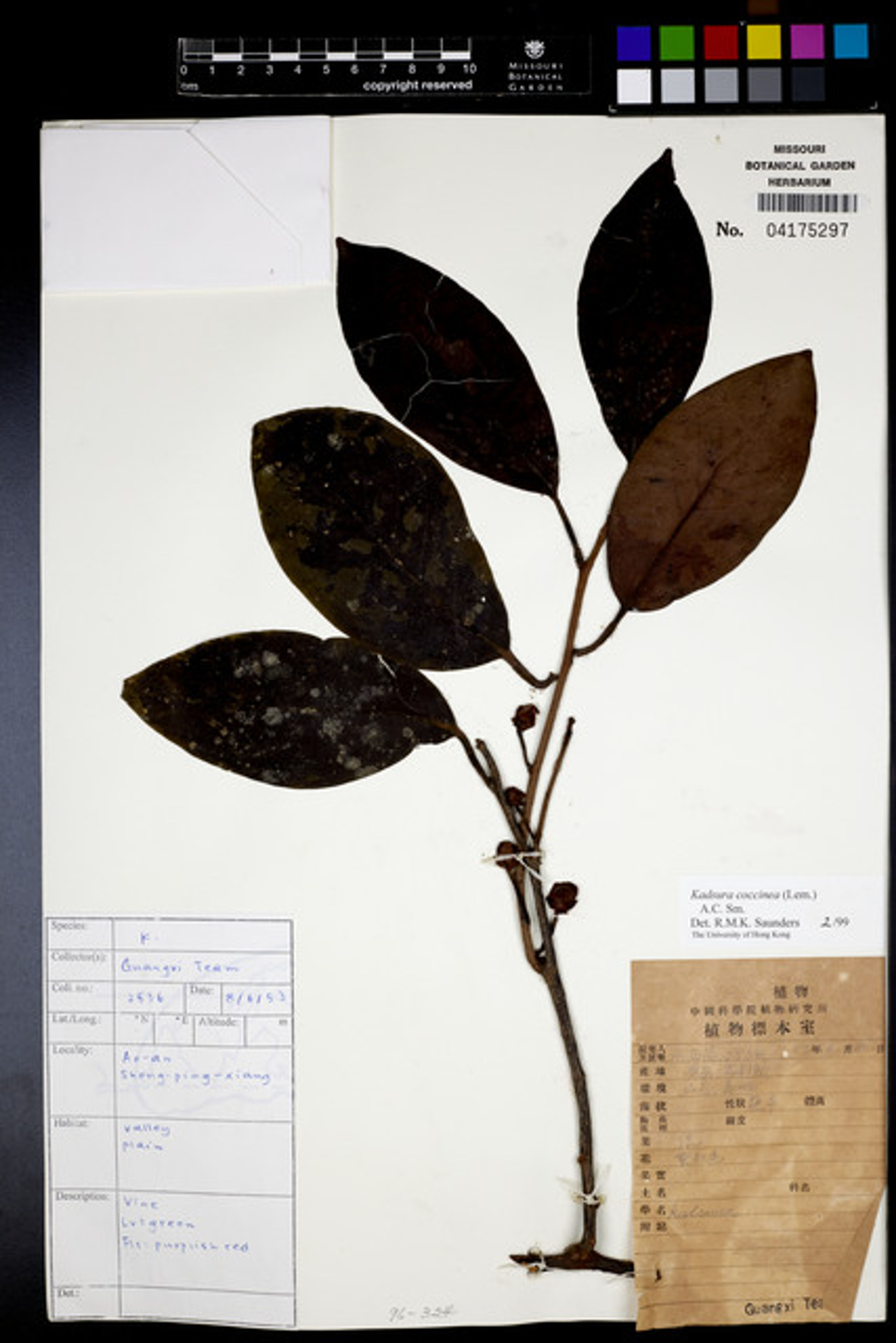 Kadsura coccinea - 71