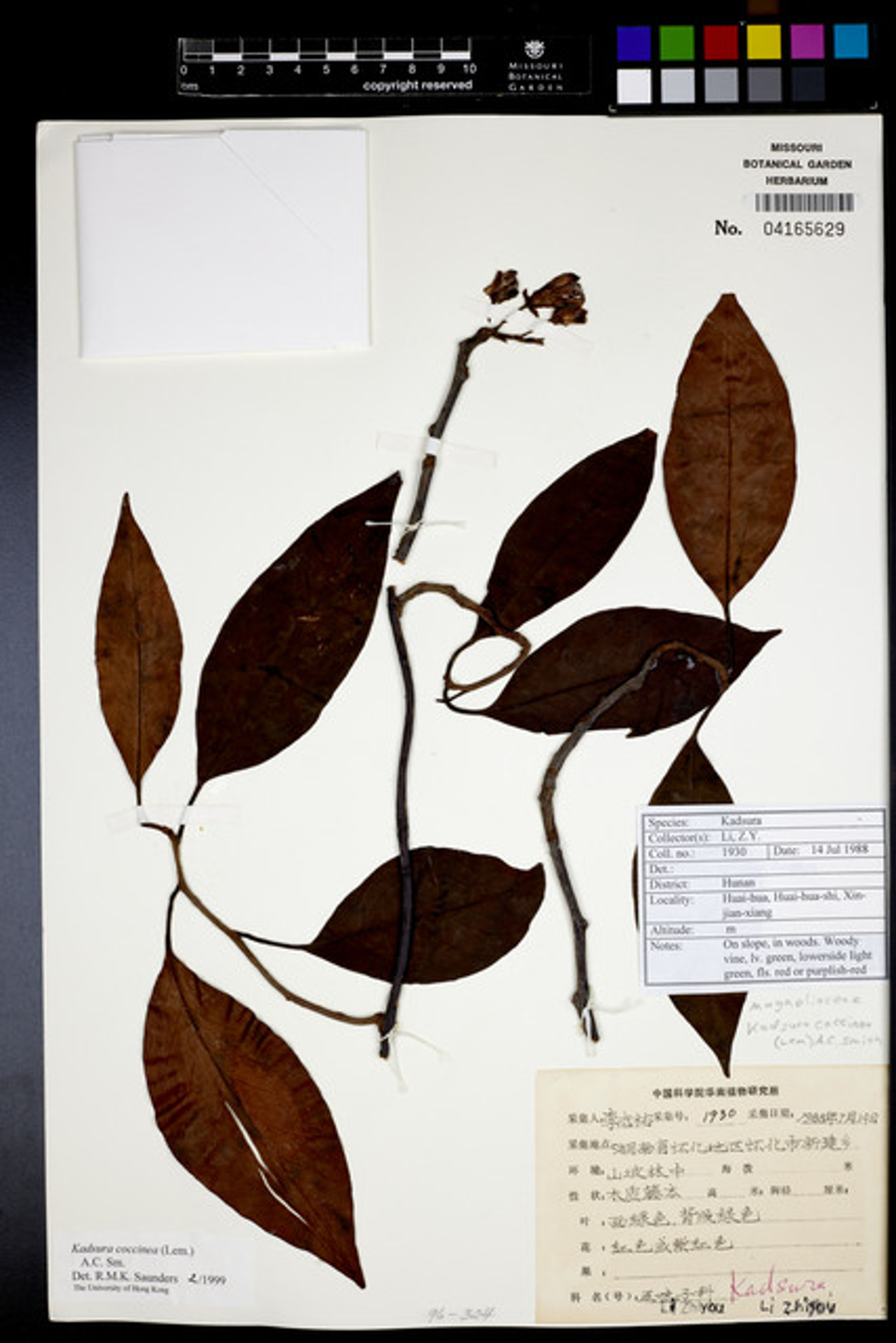 Kadsura coccinea - 52