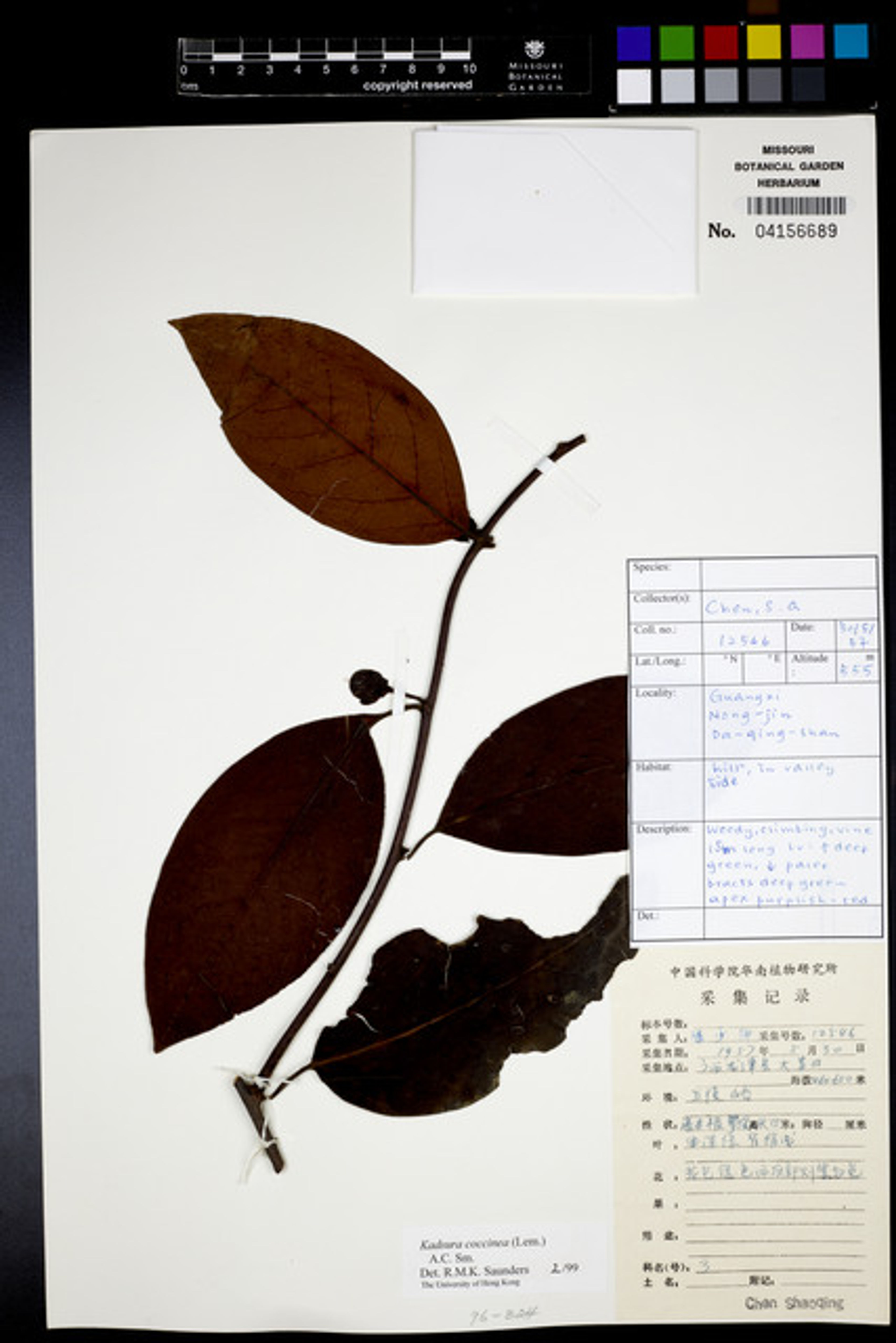 Kadsura coccinea - 64