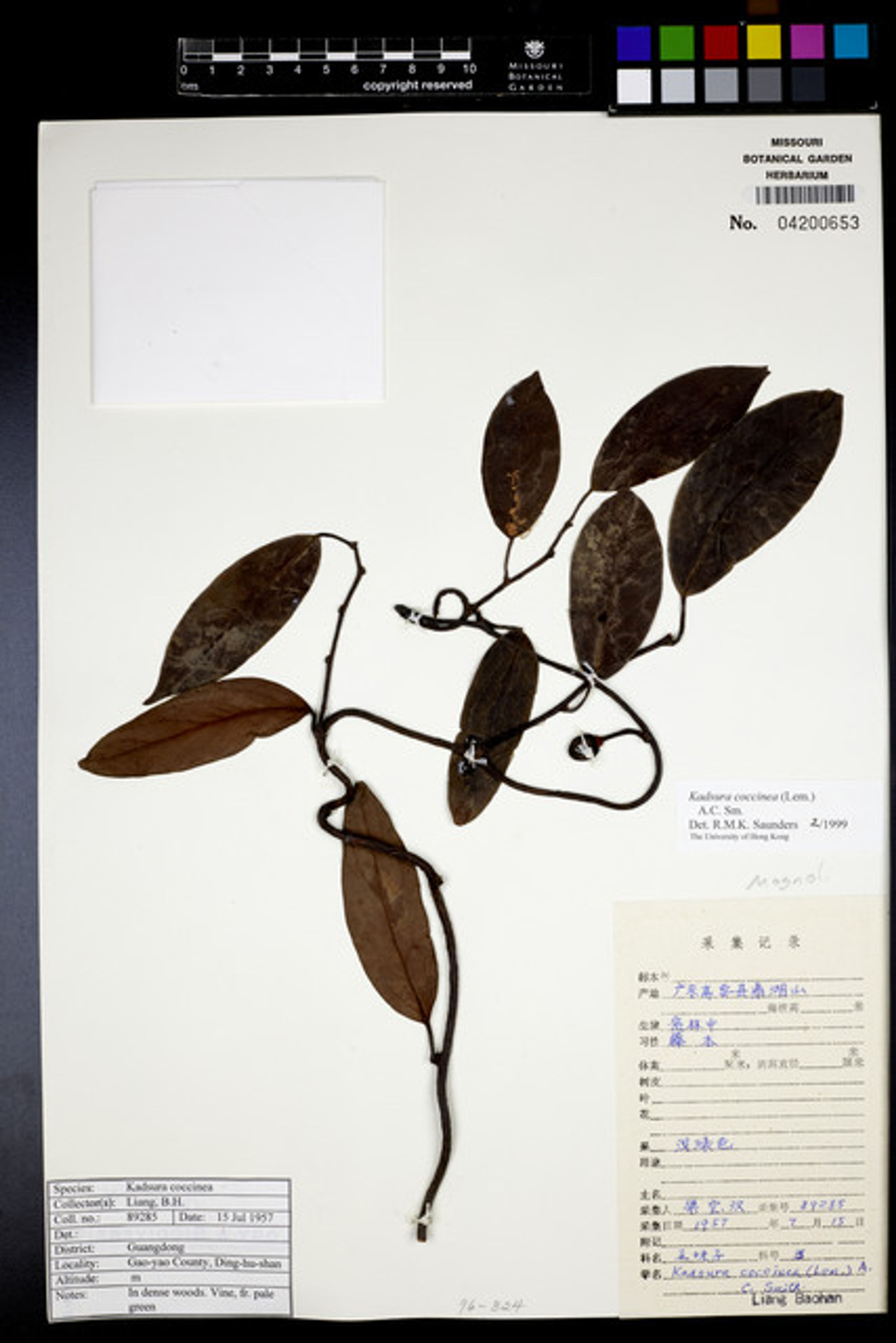 Kadsura coccinea - 49