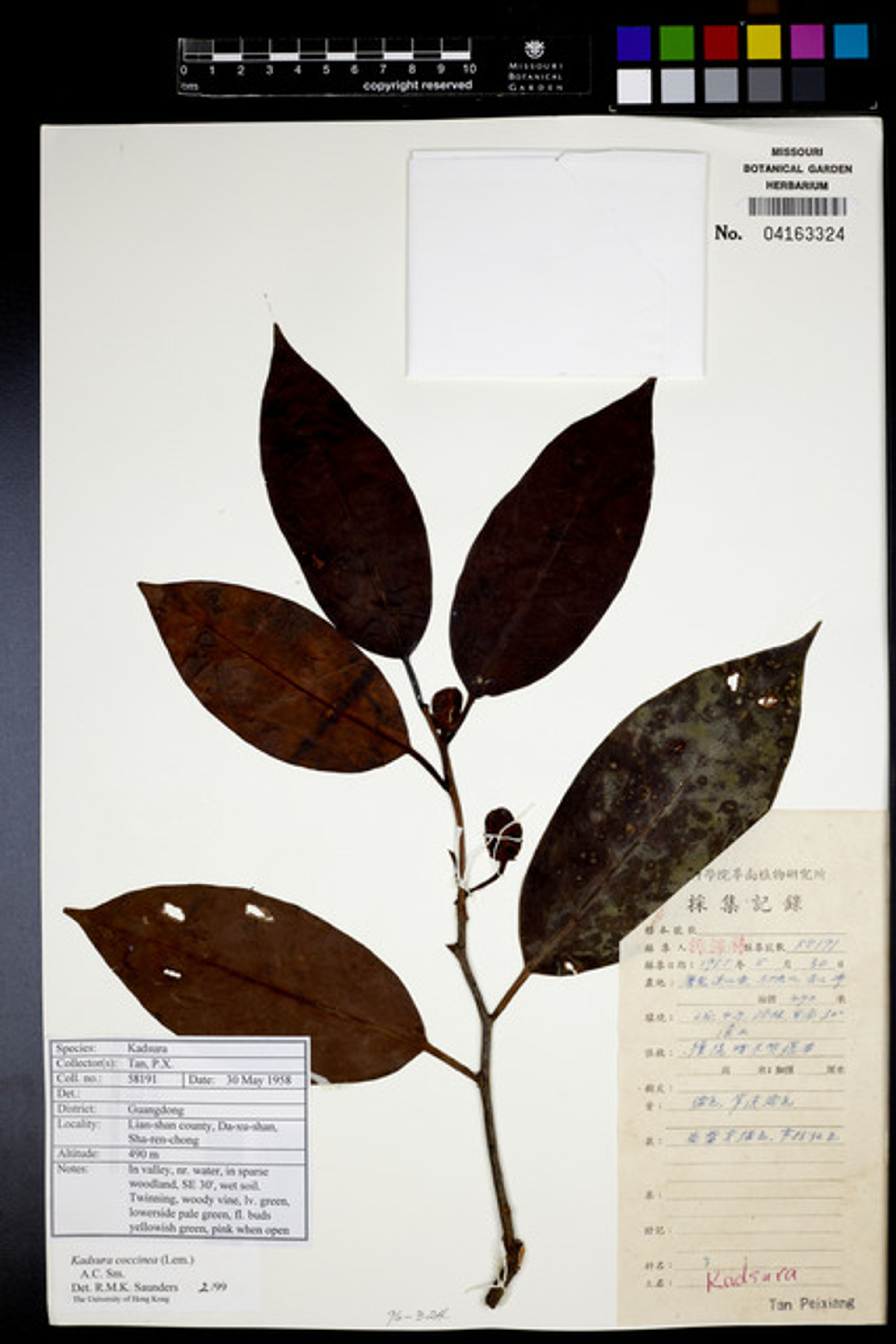 Kadsura coccinea - 90