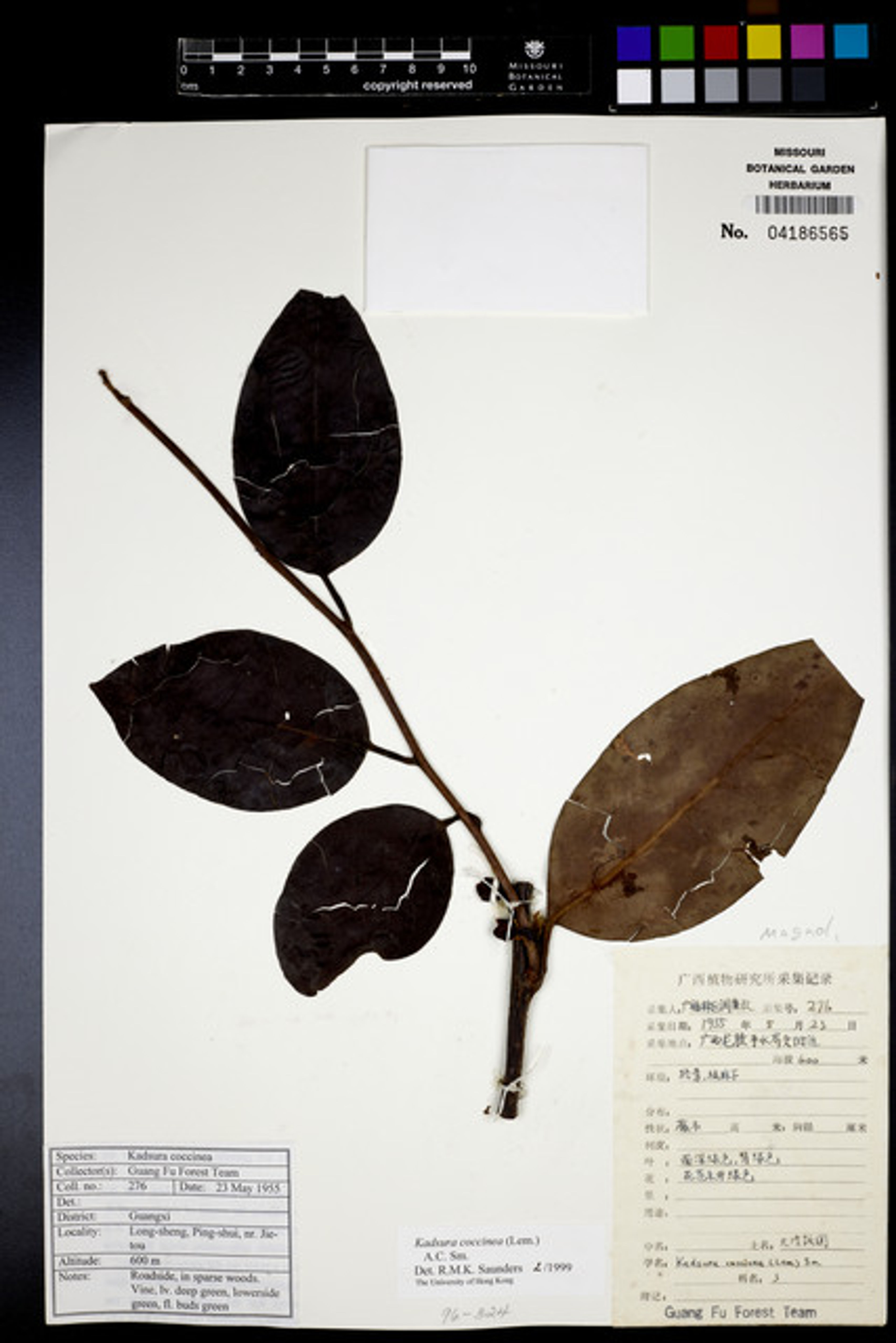 Kadsura coccinea - 38