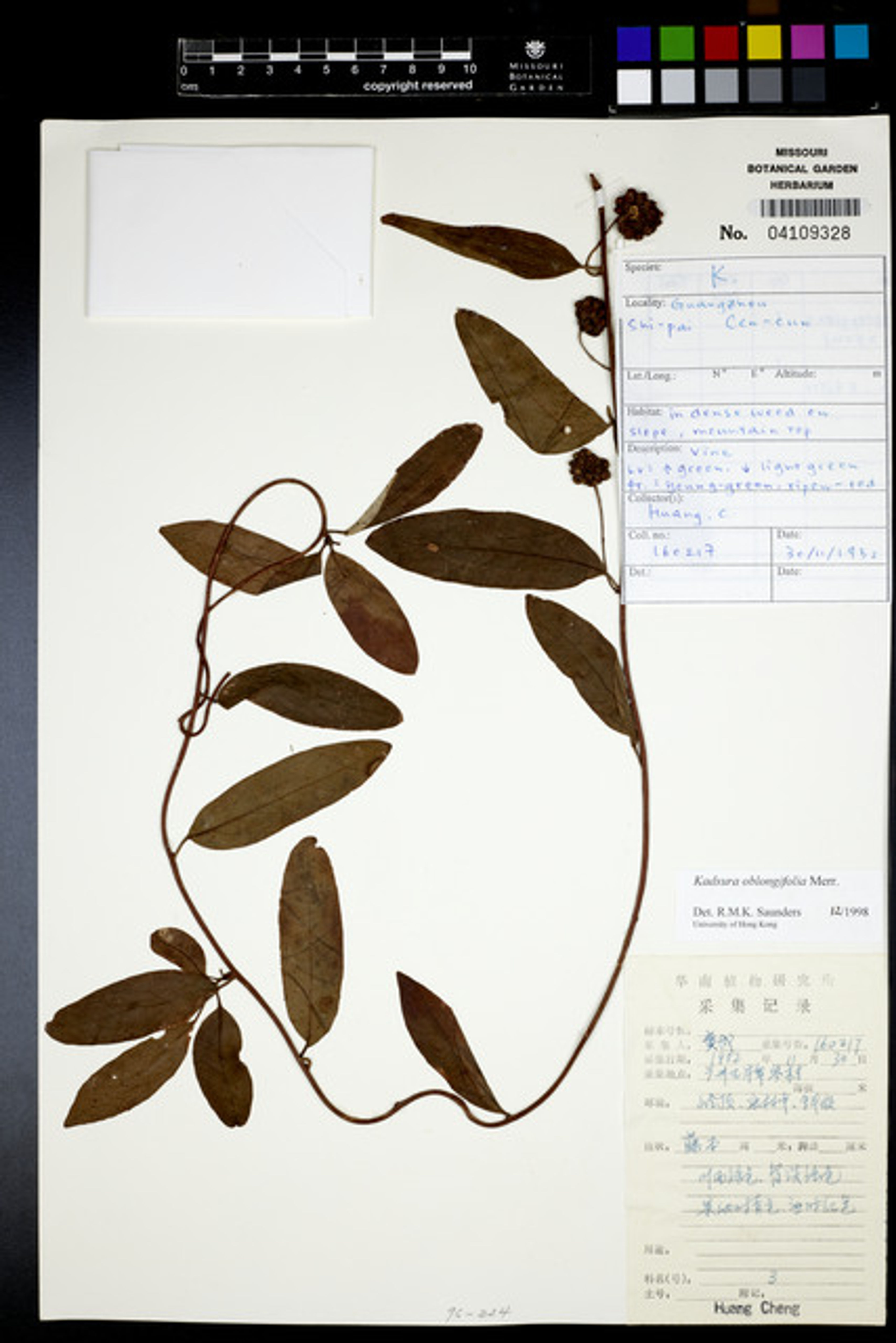 Kadsura oblongifolia - 19