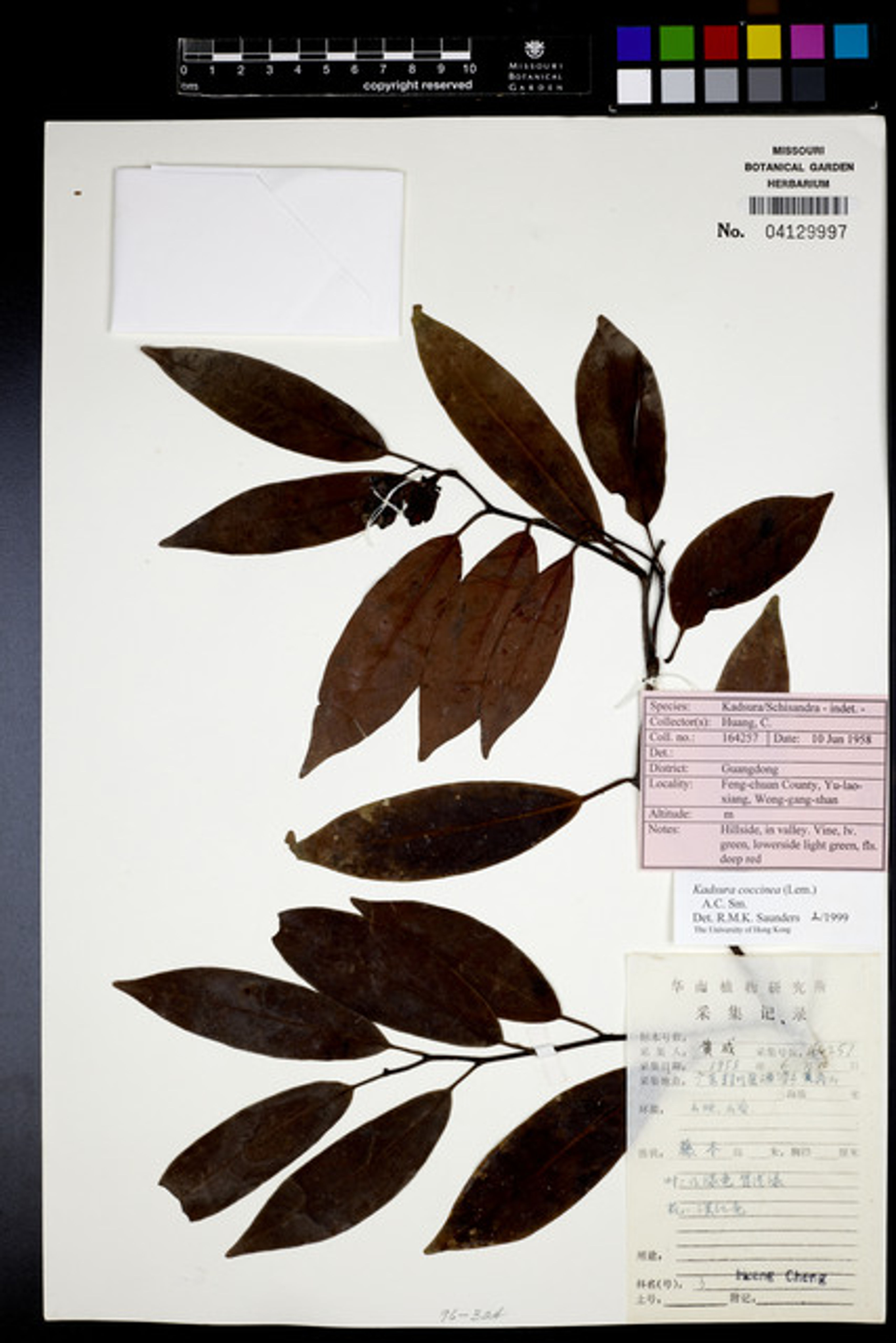 Kadsura coccinea - 70