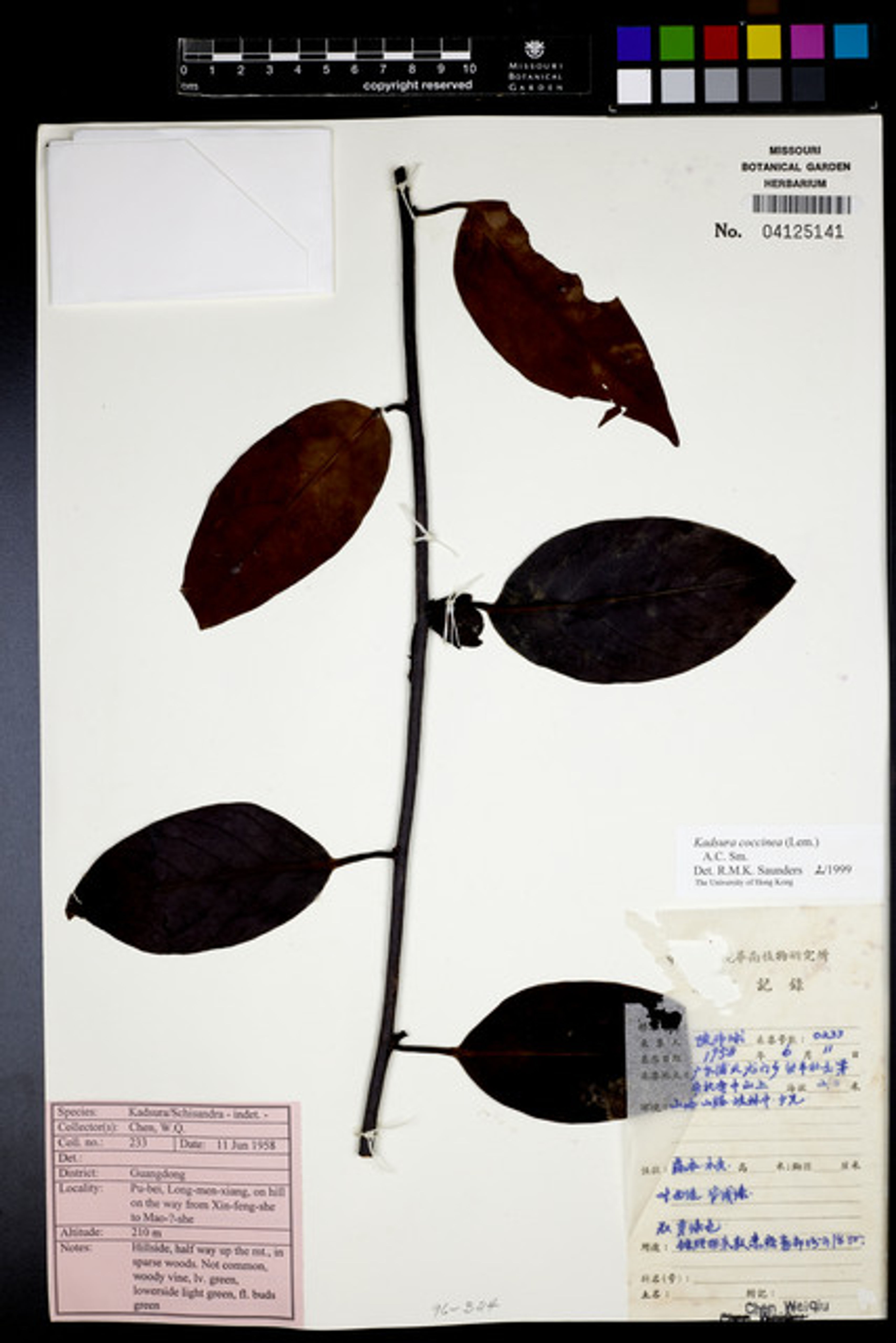 Kadsura coccinea - 89
