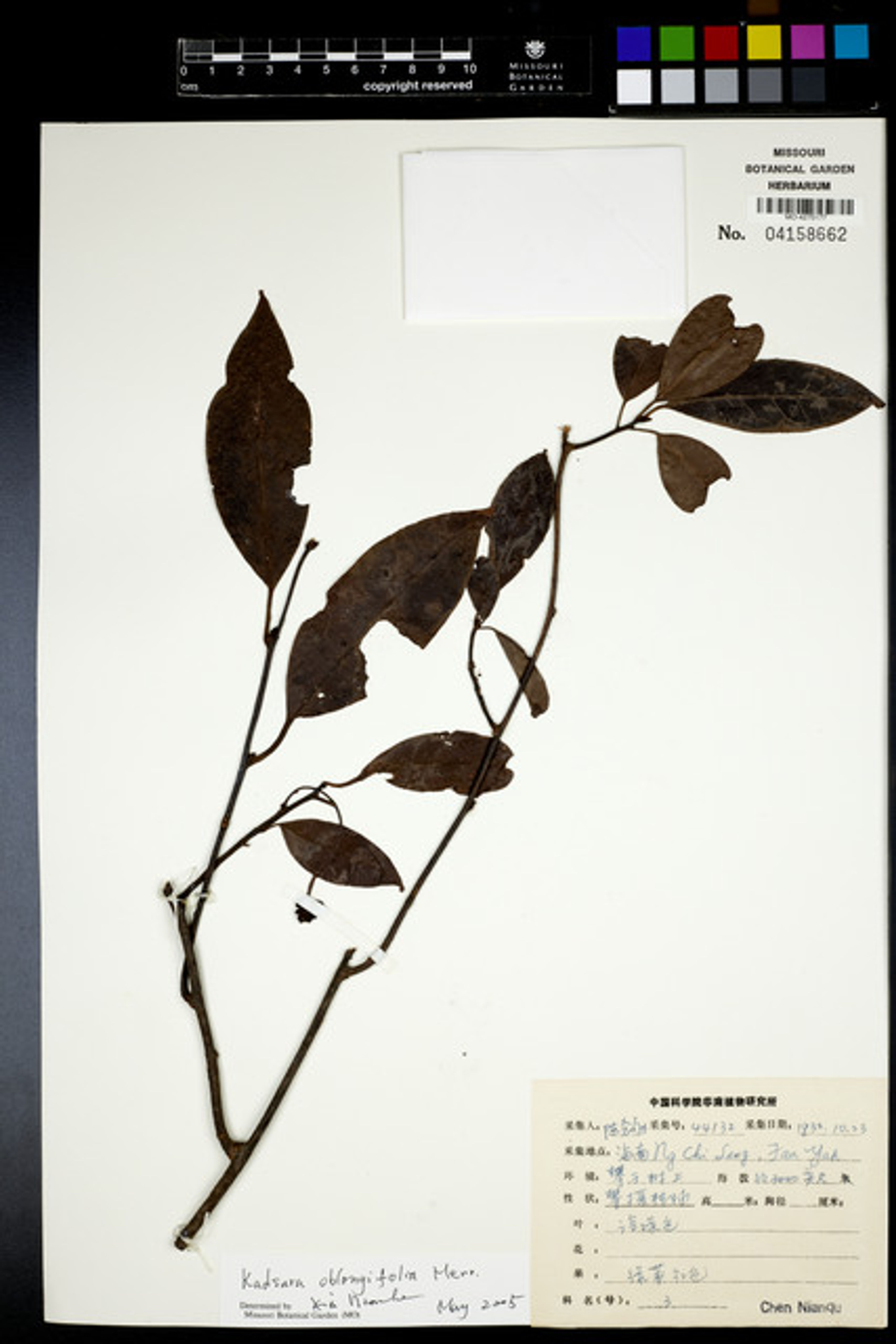 Kadsura oblongifolia - 26