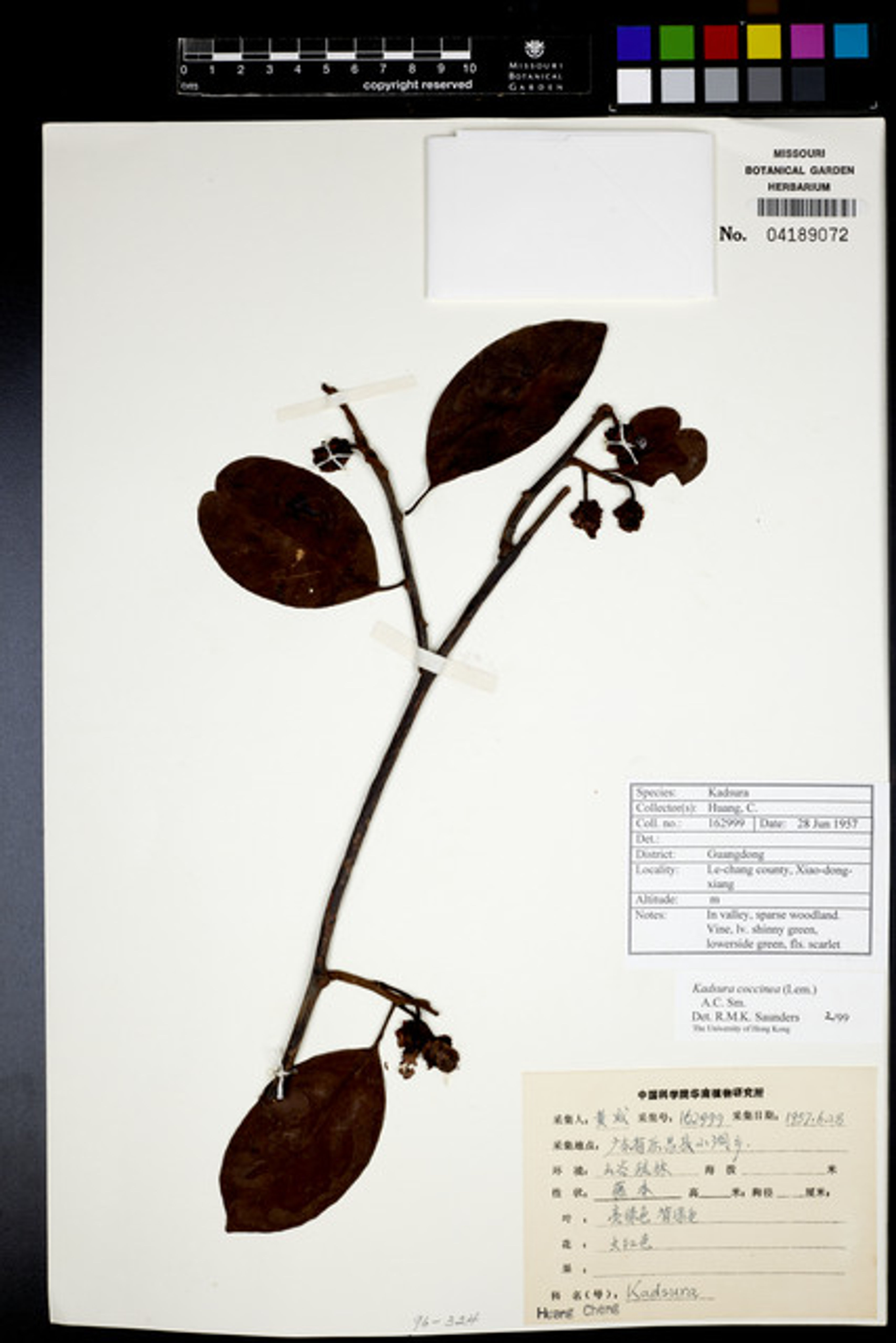 Kadsura coccinea - 25
