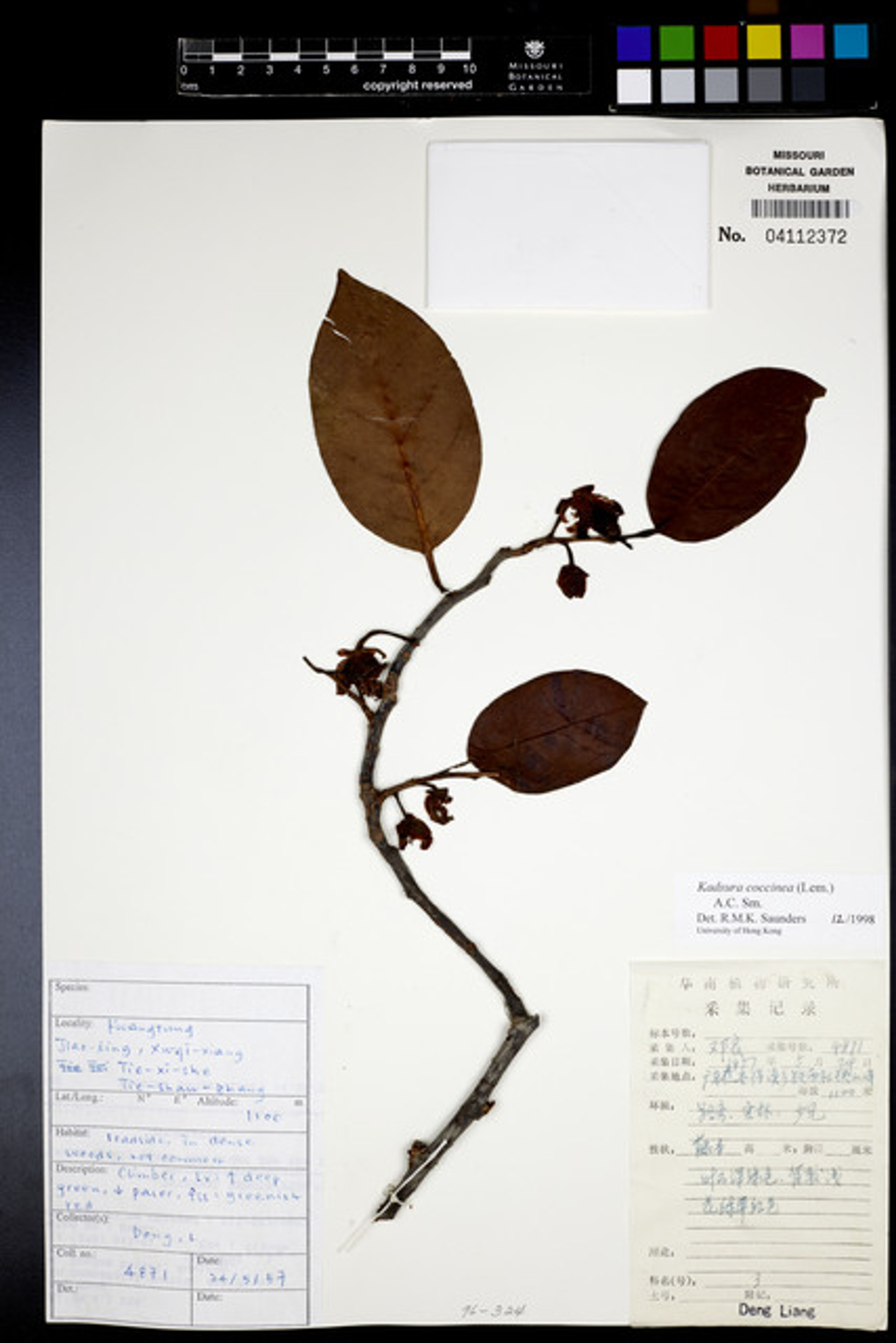 Kadsura coccinea - 93