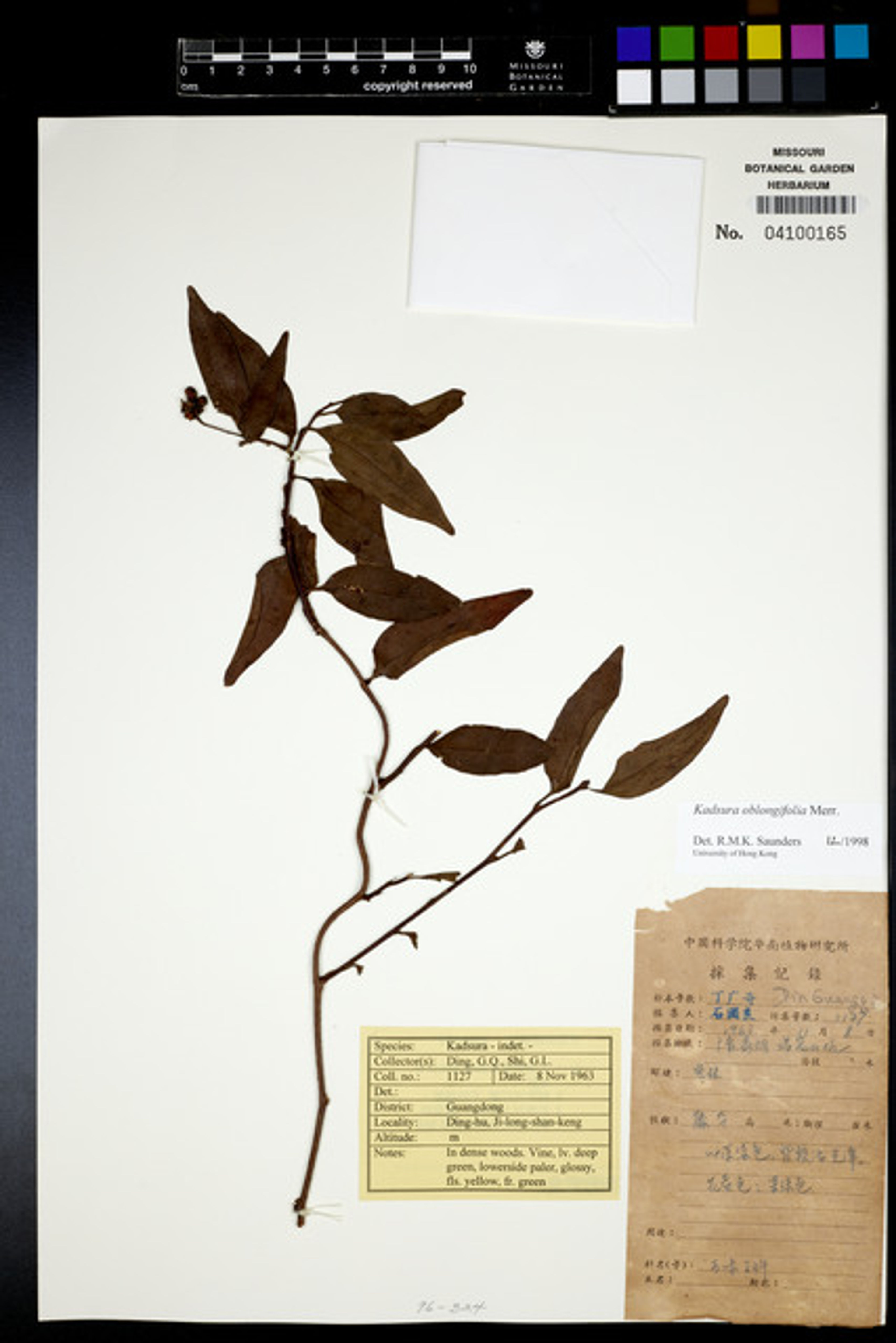 Kadsura oblongifolia - 27