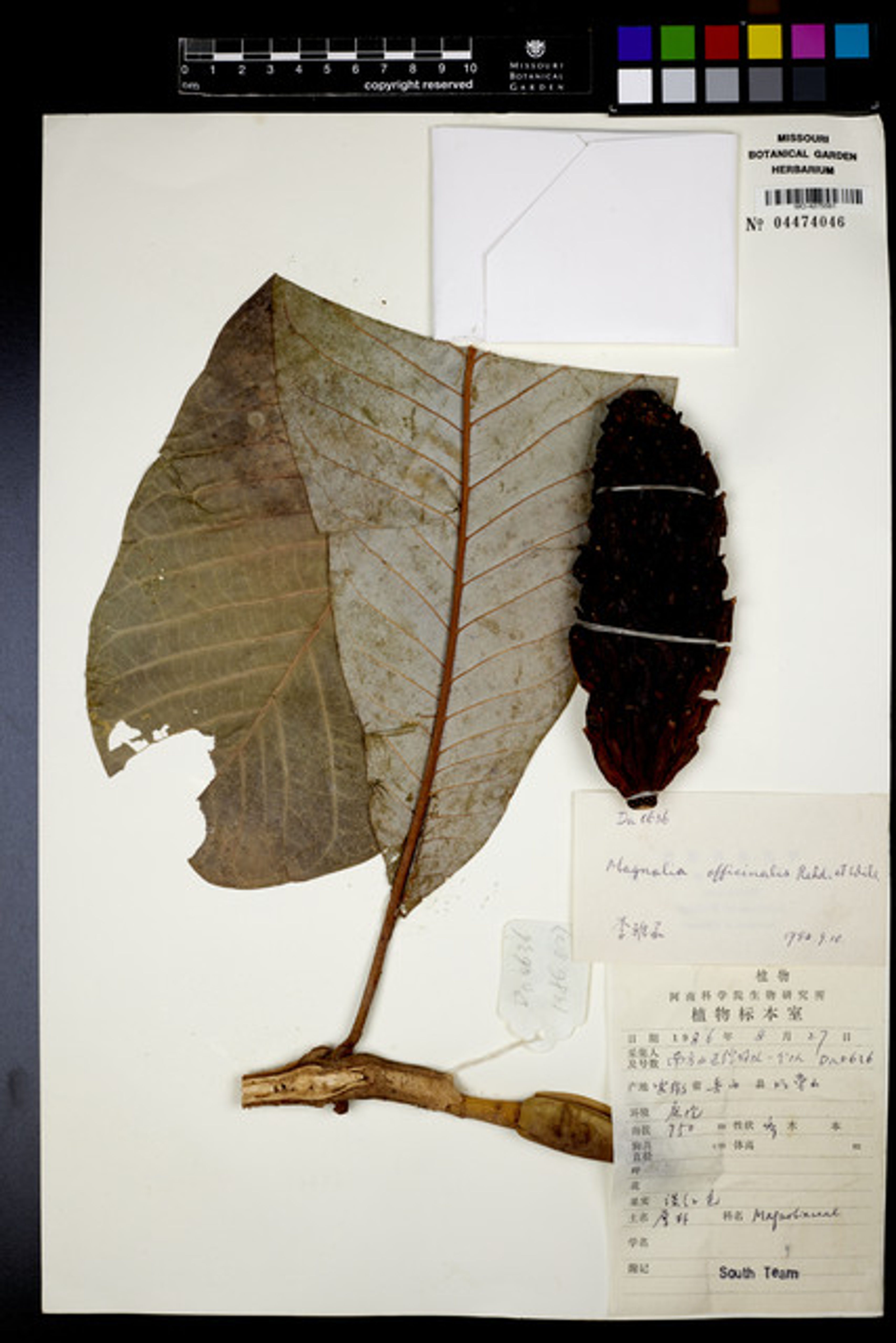 Magnolia officinalis - 61