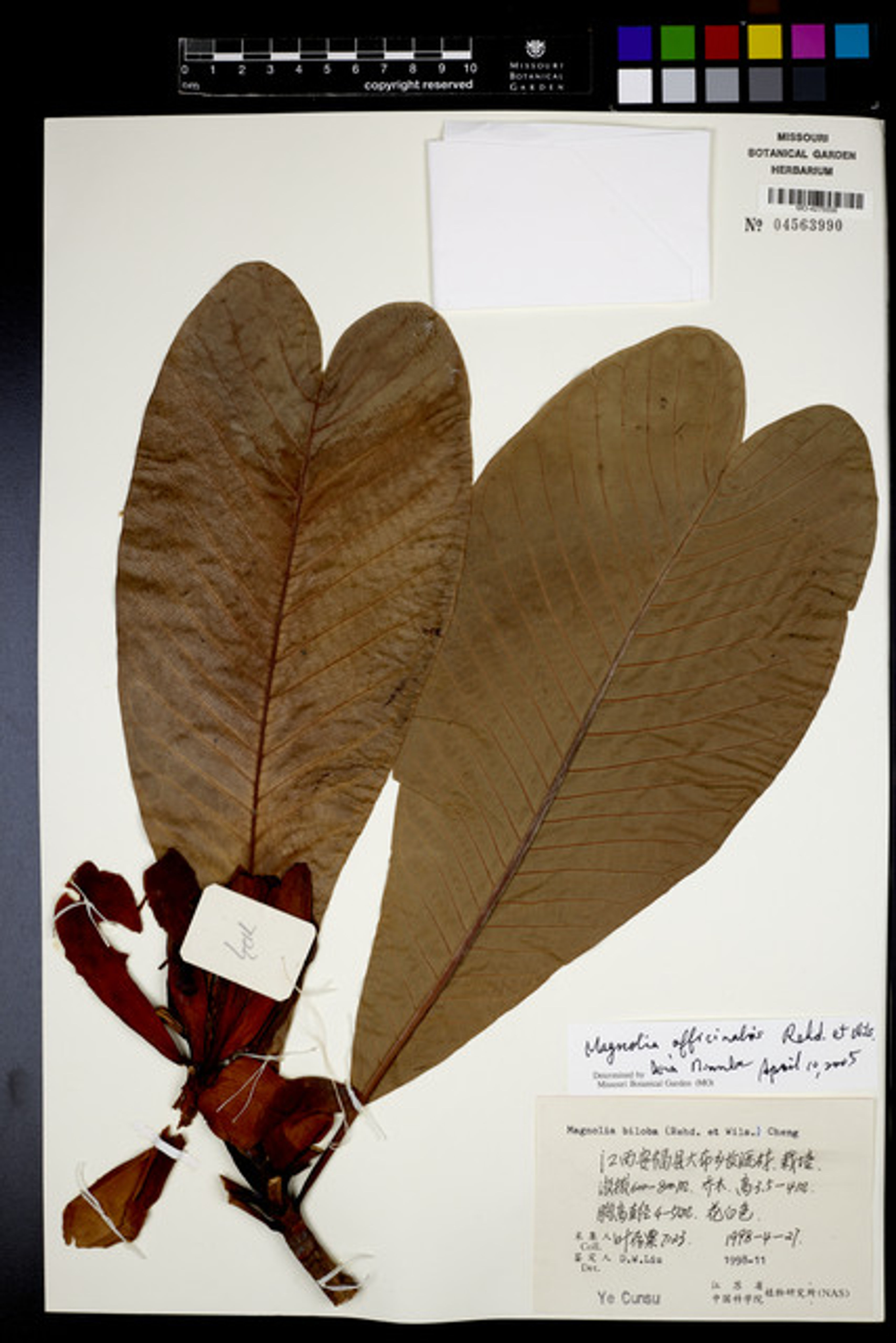 Magnolia officinalis - 56
