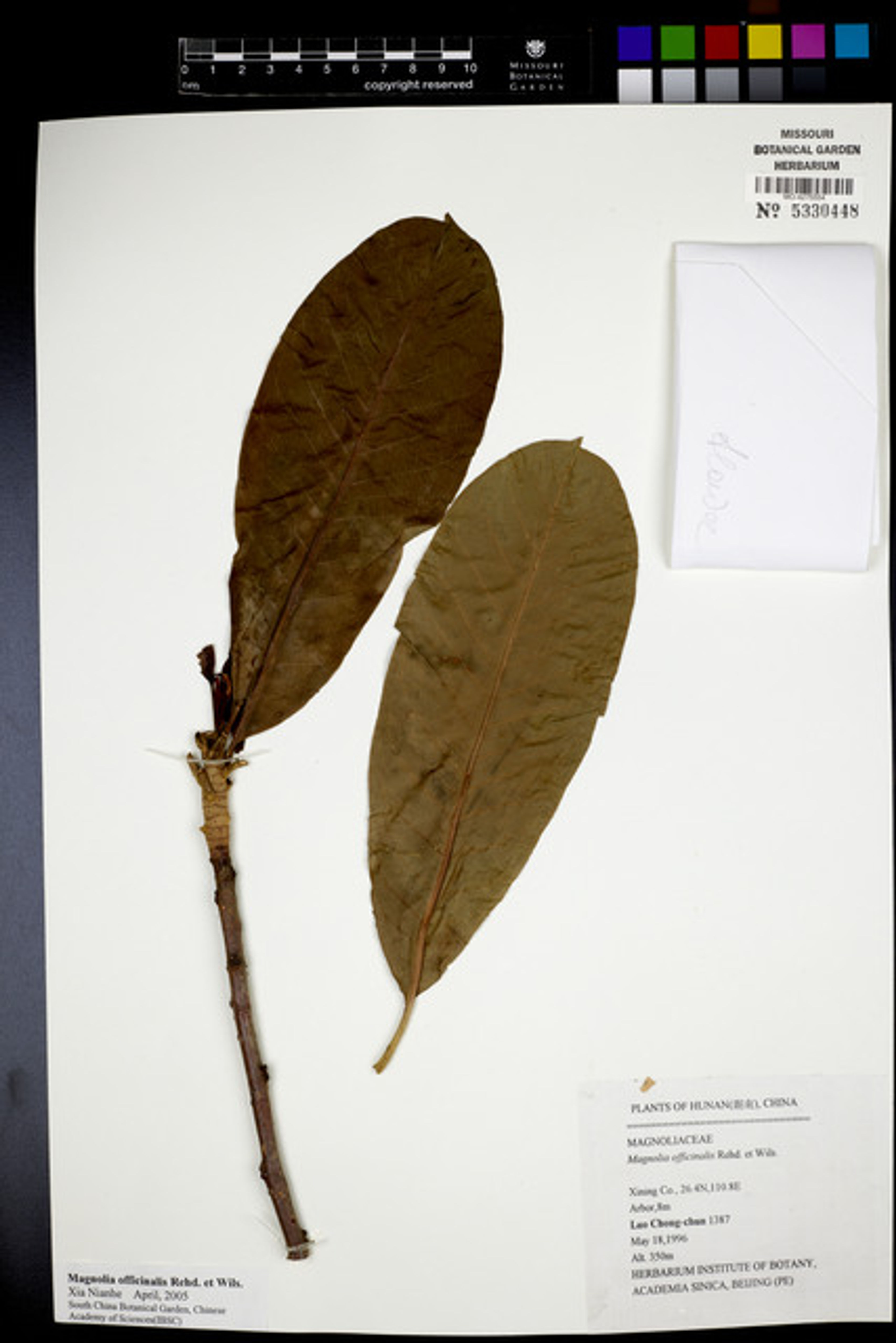 Magnolia officinalis - 9