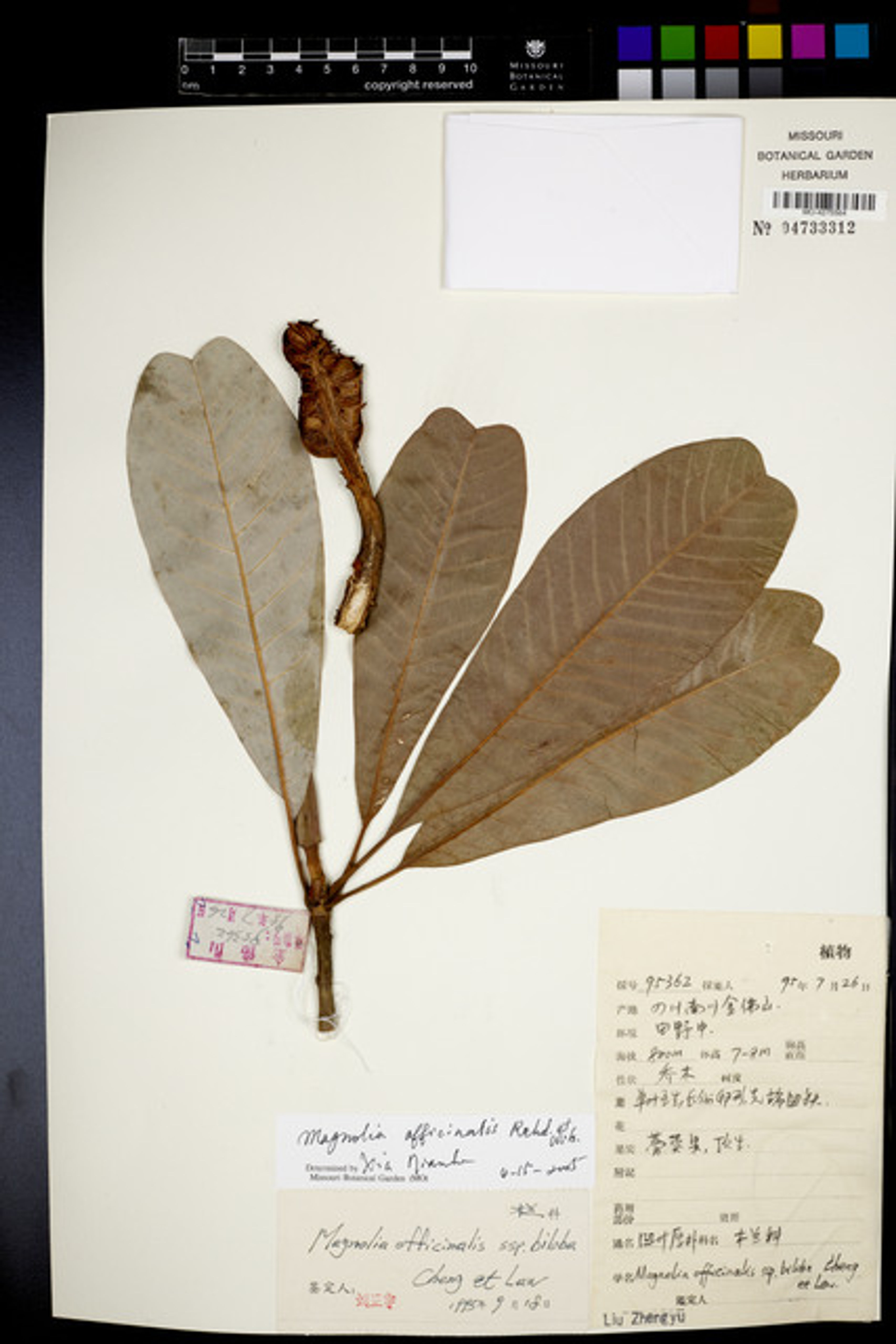 Magnolia officinalis - 38