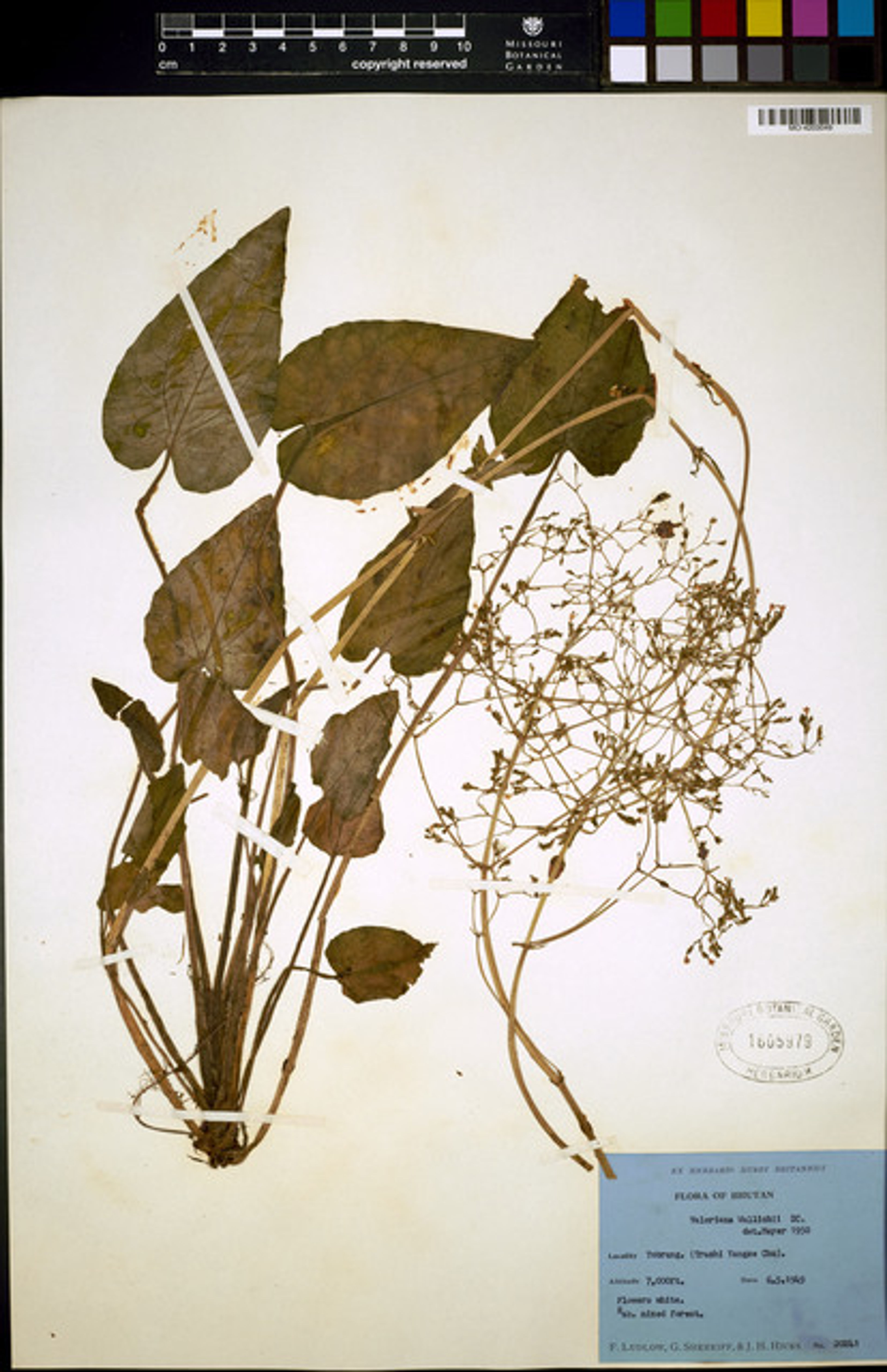 Valeriana jatamansi - 63