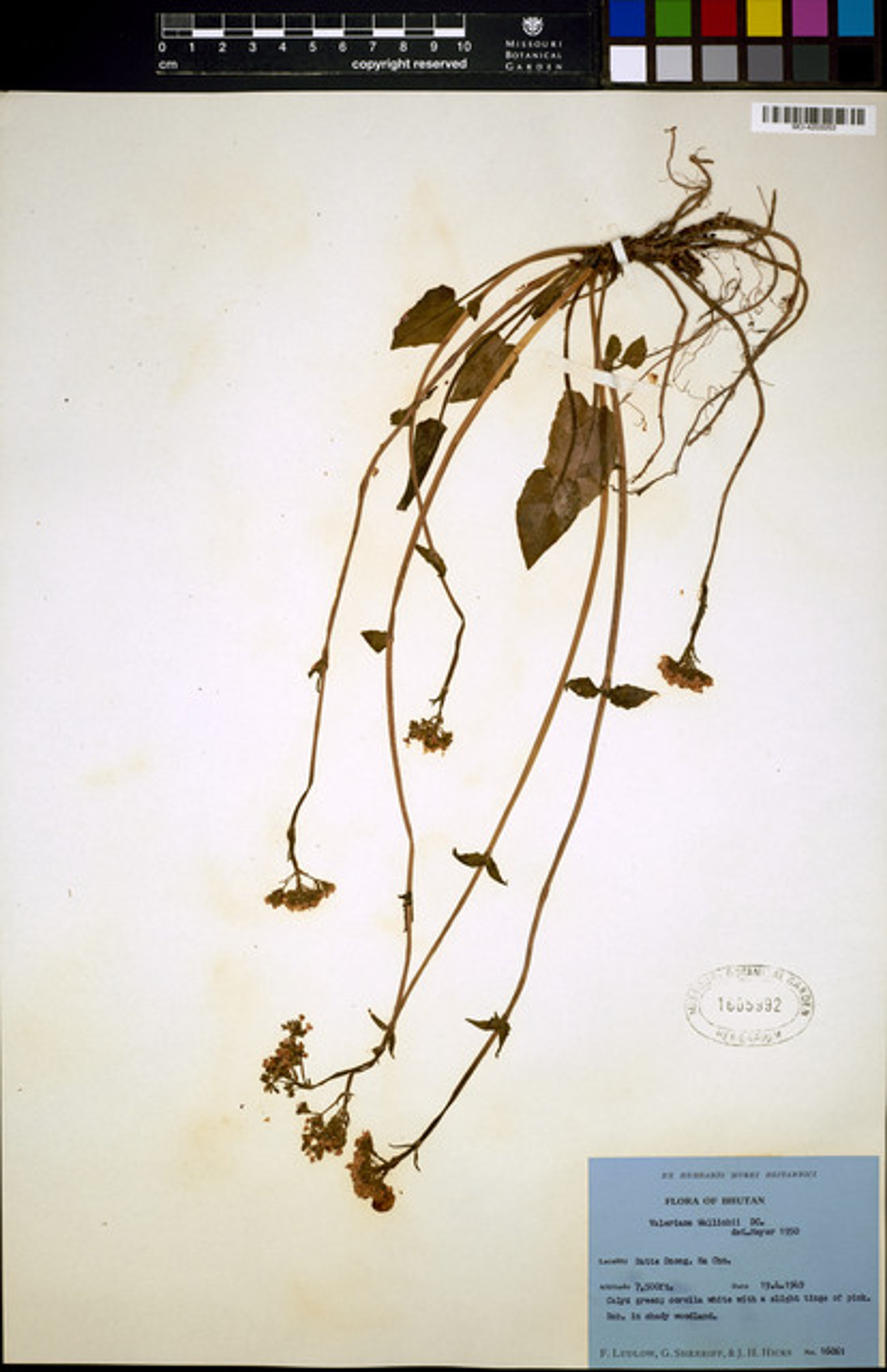 Valeriana jatamansi - 34