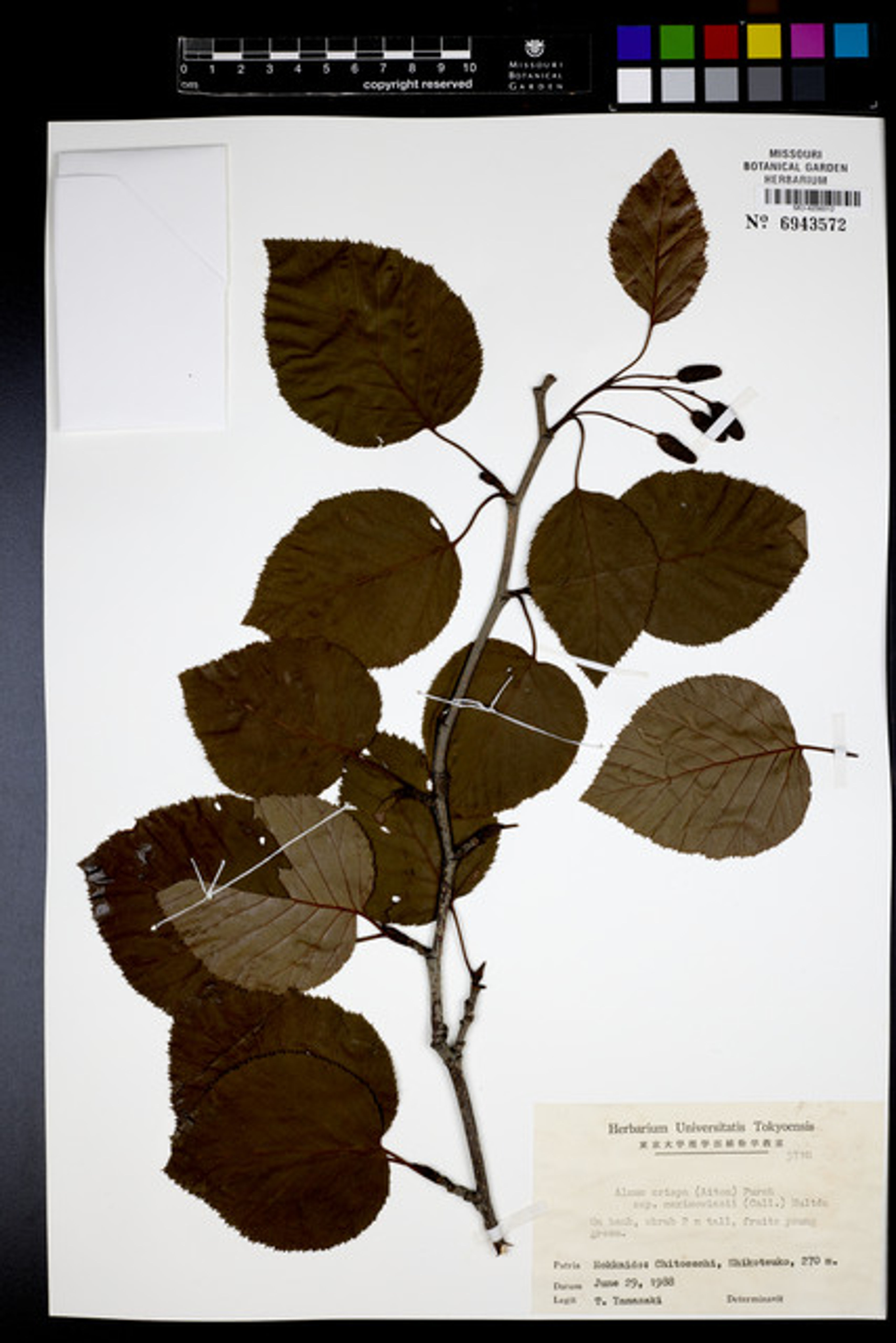 Alnus maximowiczii - 12
