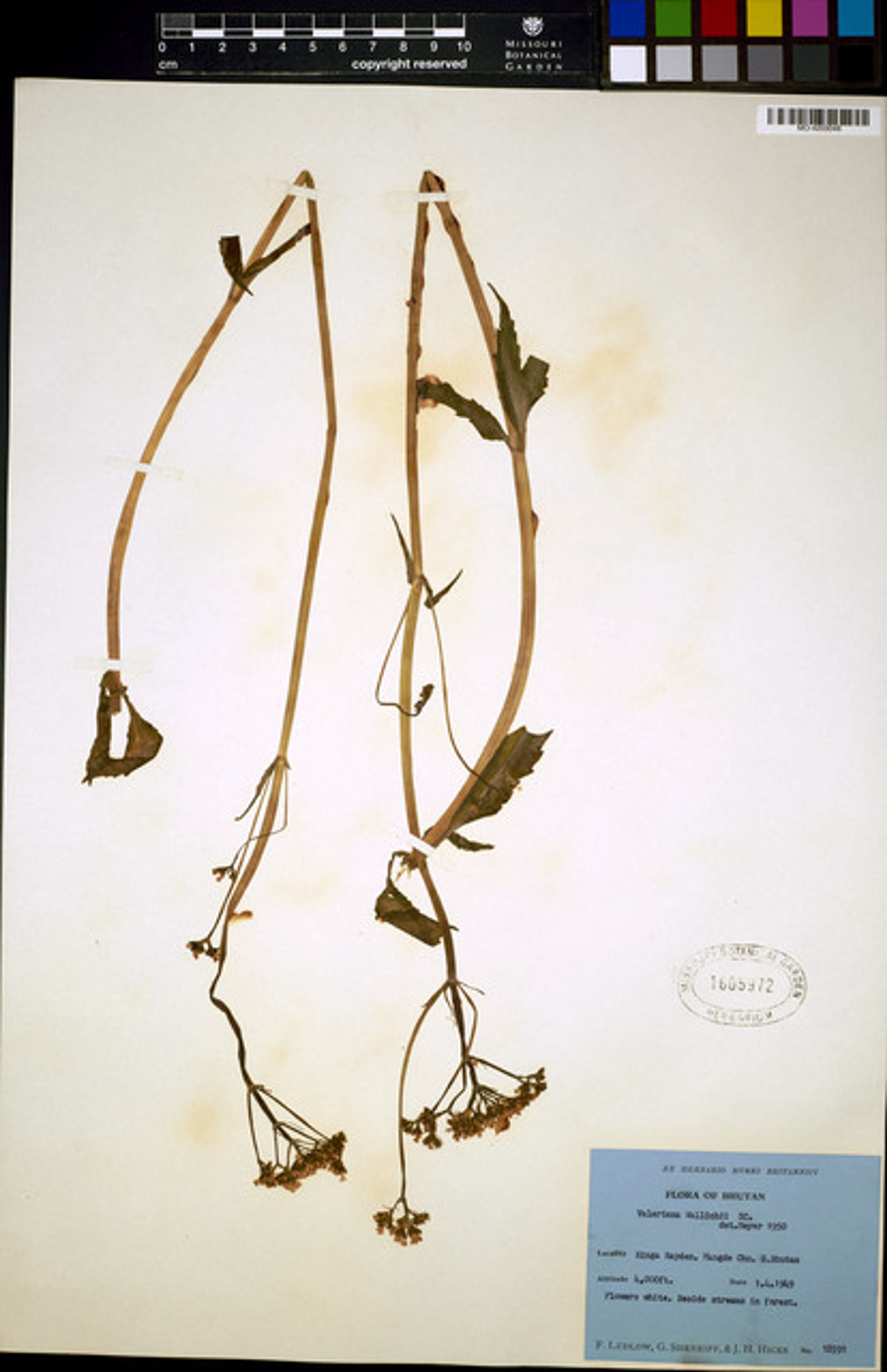 Valeriana jatamansi - 52