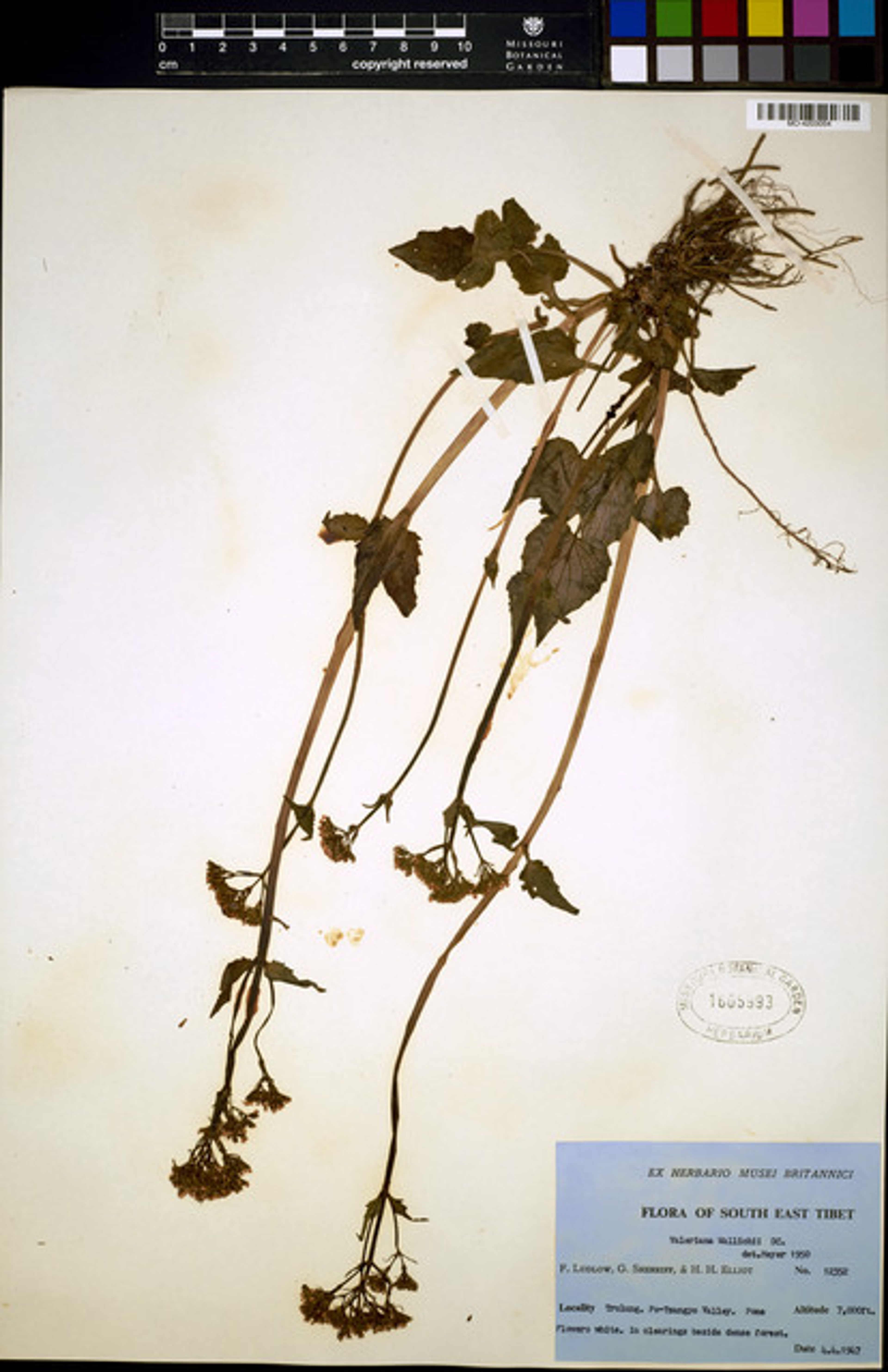 Valeriana jatamansi - 26