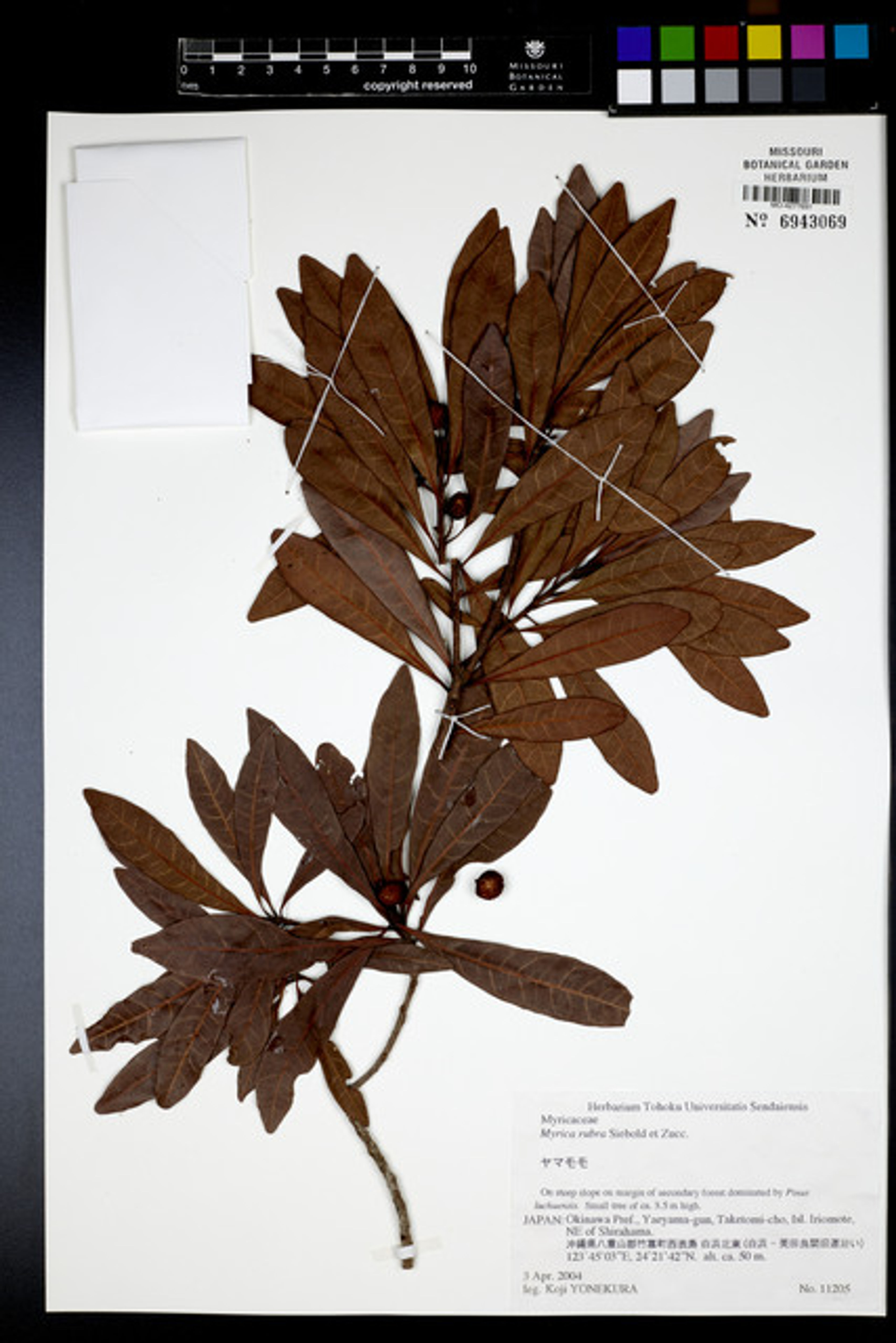 Myrica rubra - 53